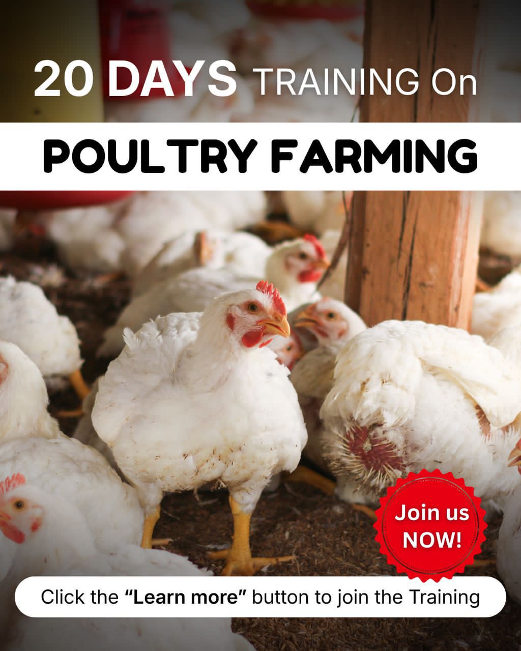 Daphera Farms Facebook ad: Gain Free Access To Poultry Farming Secrets on…