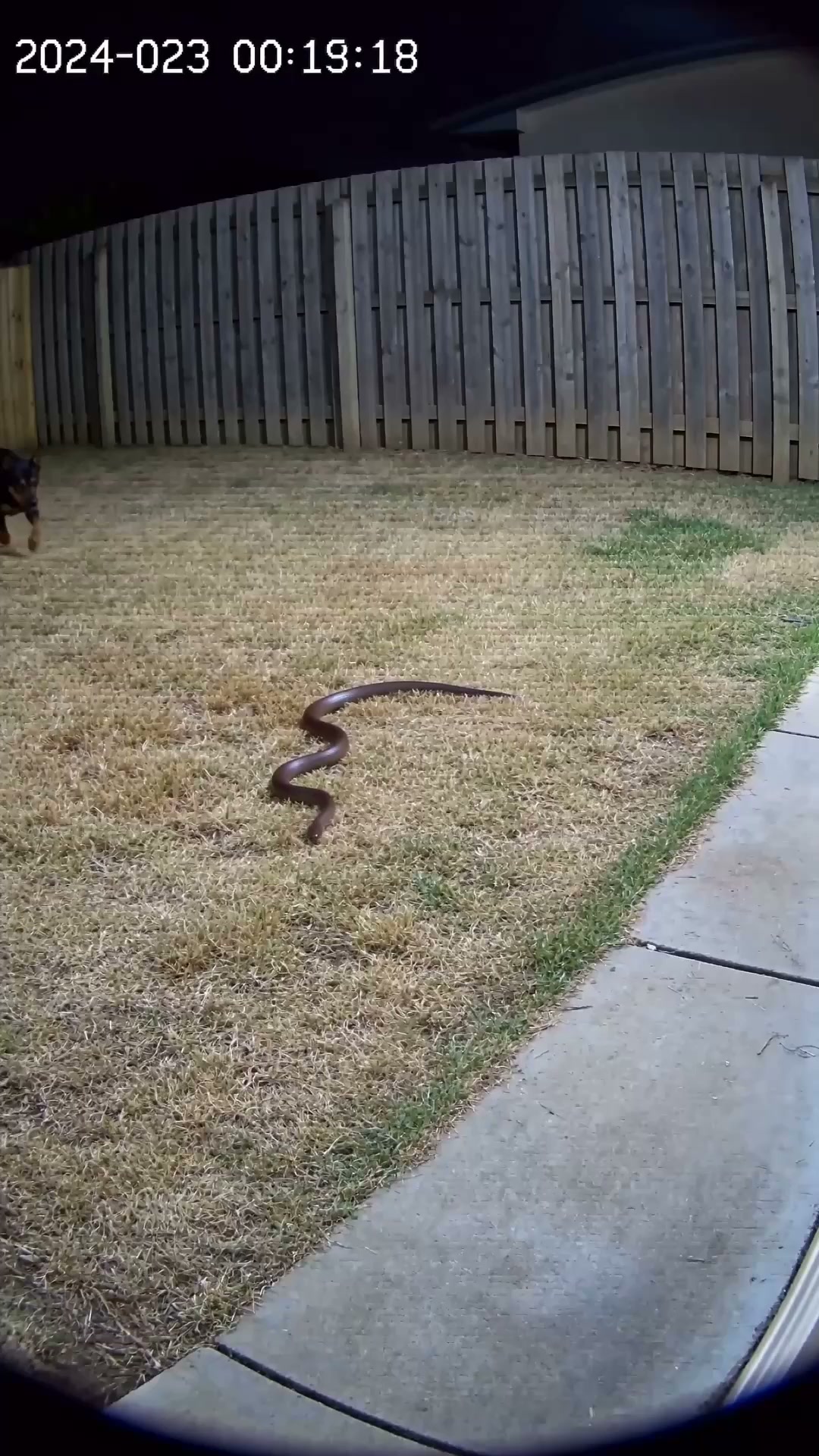eDog Facebook ad: Australia's #1 Rated Snake Repeller