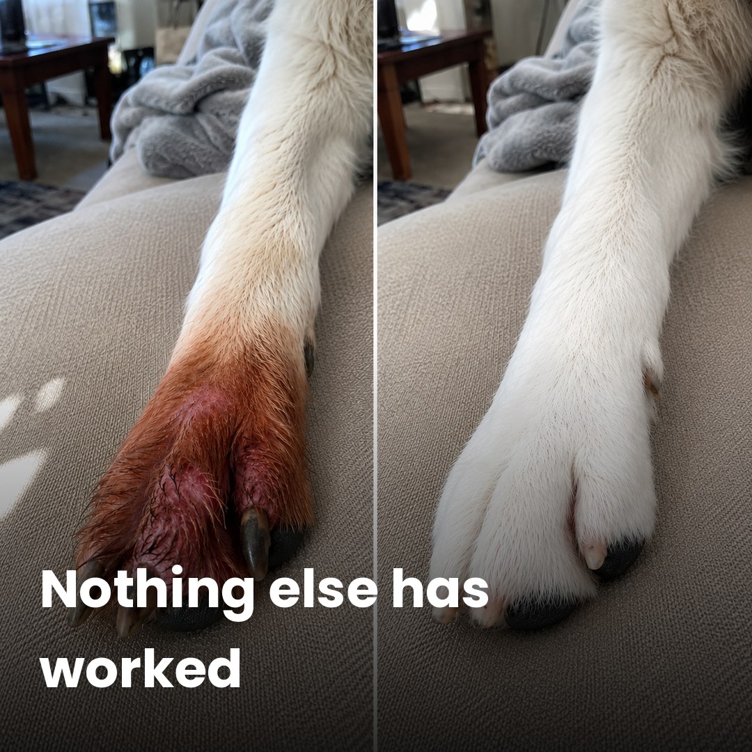 Amber Monroe Facebook ad: If your dog's allergies never end, read this
