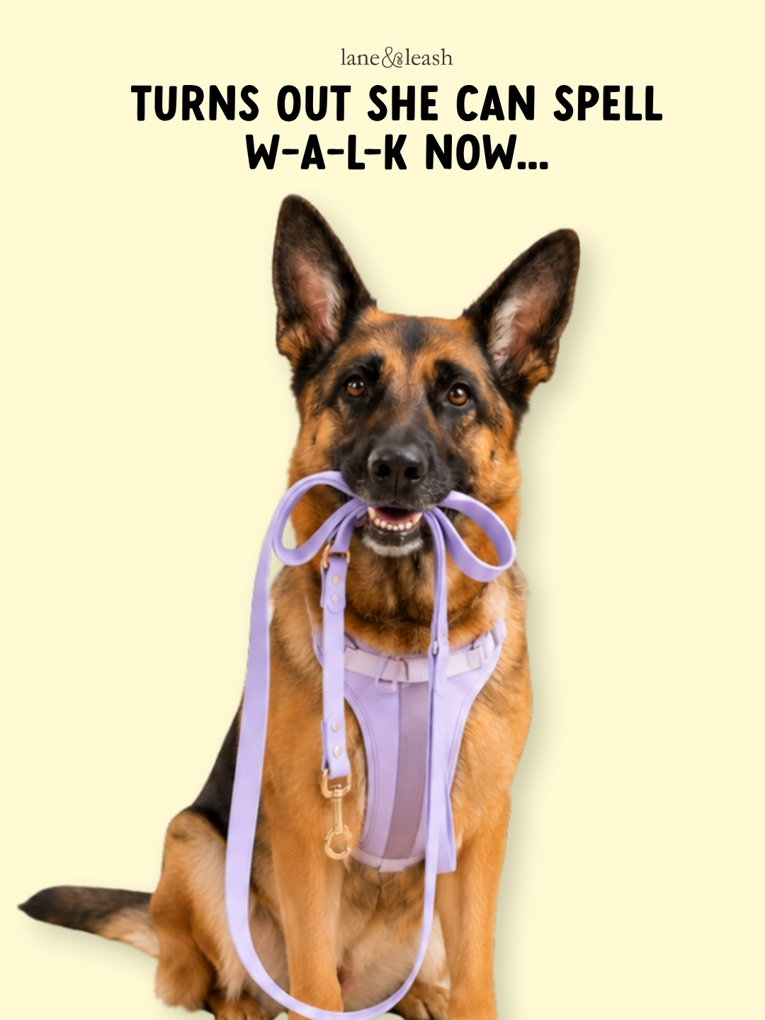 Lane&Leash Facebook ad