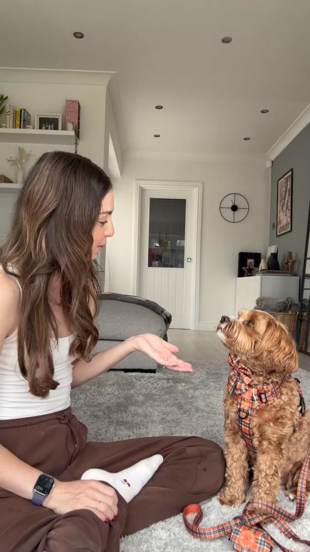 Paw Couture Facebook ad: Luxury Dog Accessories at Affordable Prices