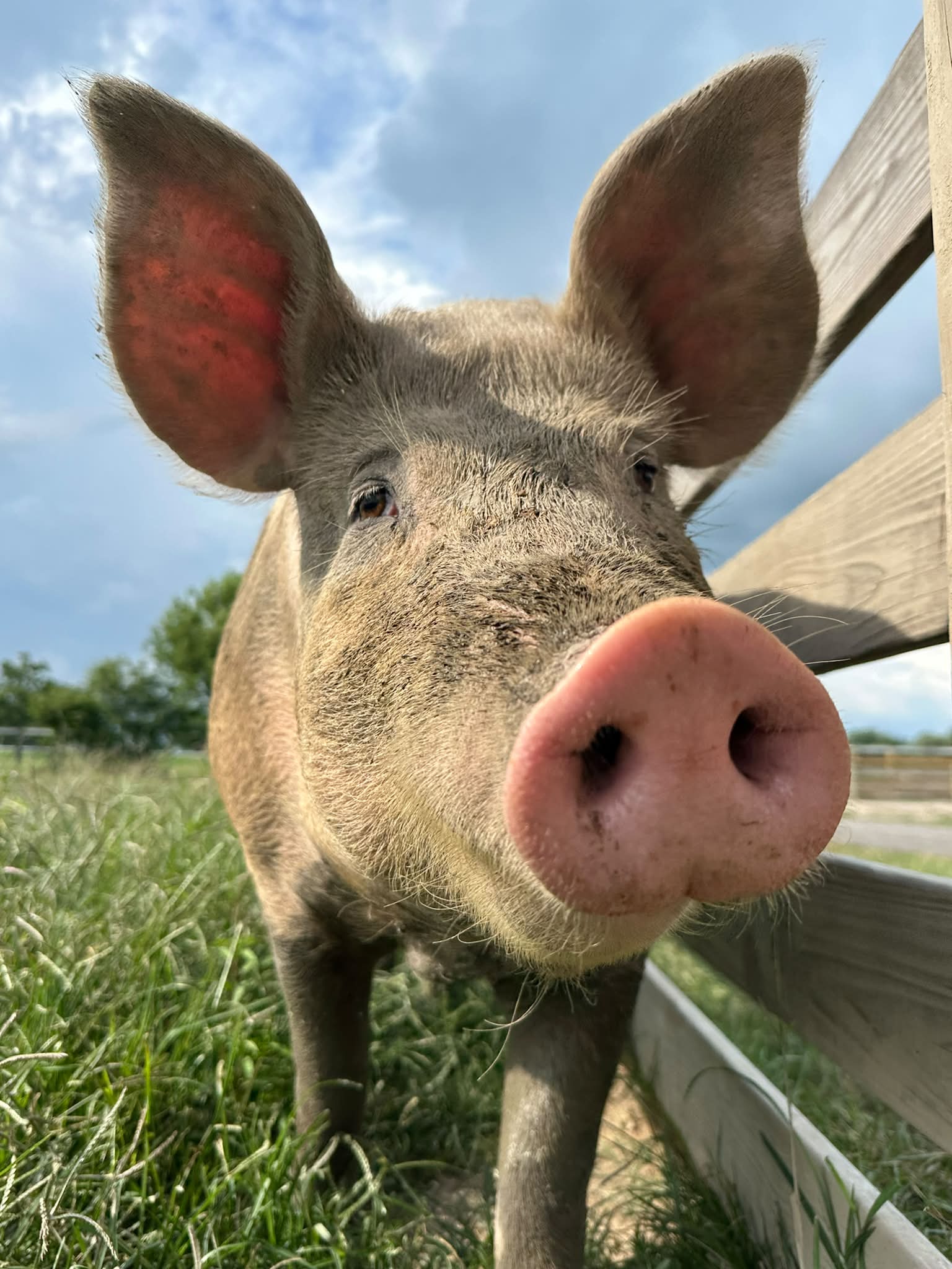 Oinking Acres Farm Rescue & Sanctuary Facebook ad: Oinking Acres is now regularly open Fridays 6pm-8pm…