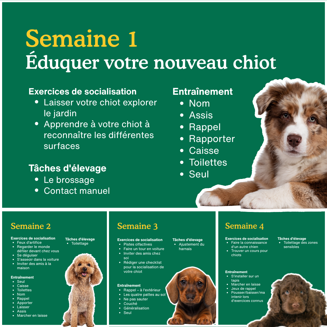Zigzag Puppy Coach Facebook ad: Zigzag - Education du chiot