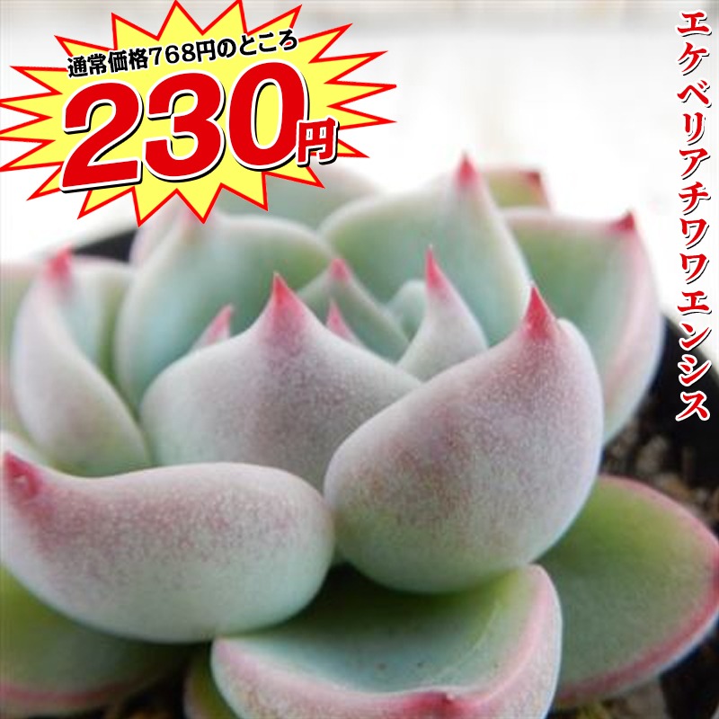 Katherine's Club Facebook ad: 農園直送 元気な多肉植物