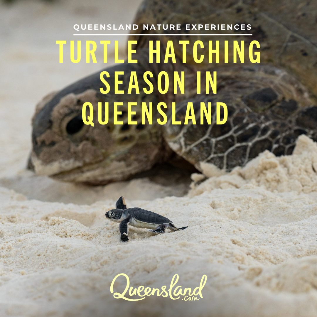 Visit Queensland, Australia Facebook ad