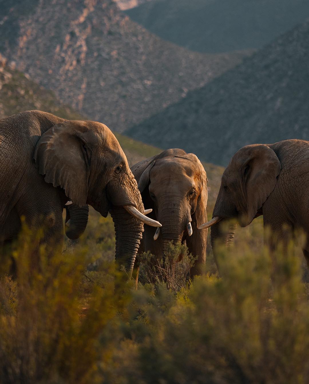 Aquila Private Game Reserve Facebook ad