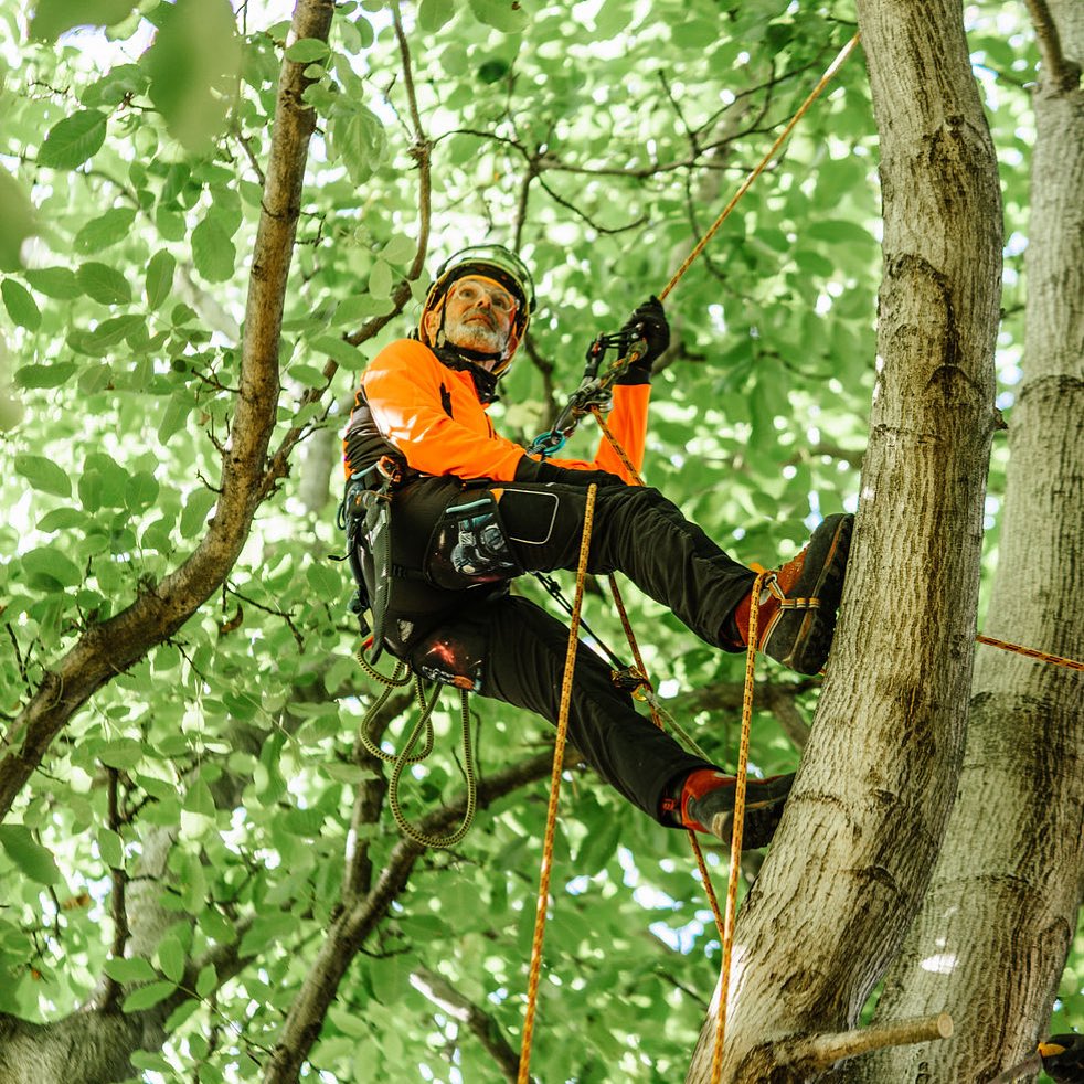 Rowe Tree Care Facebook ad: Professional, local tree care for the Marlborough Region