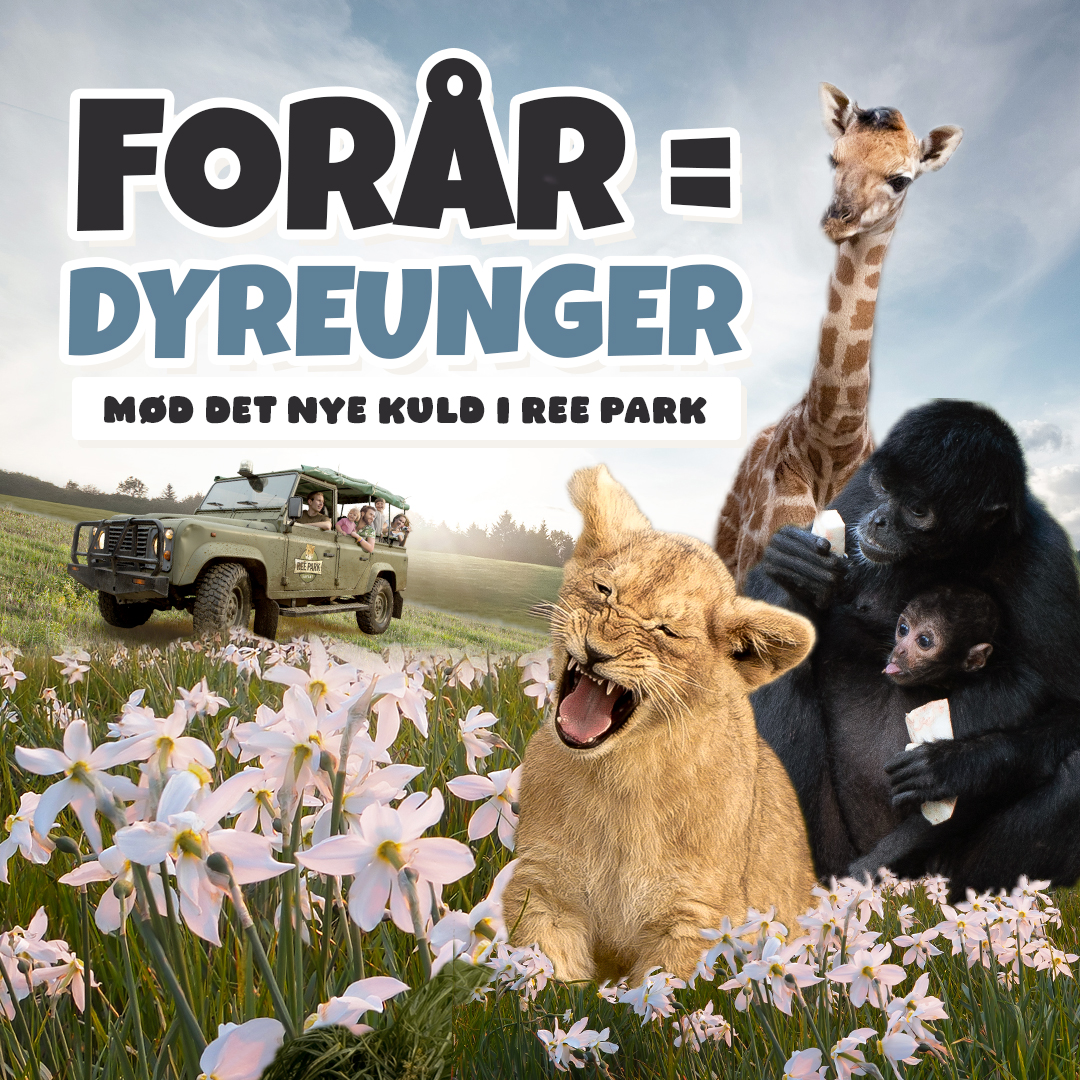 Ree Park Safari Facebook ad: Mød årets nye dyreunger i Ree Park Safari