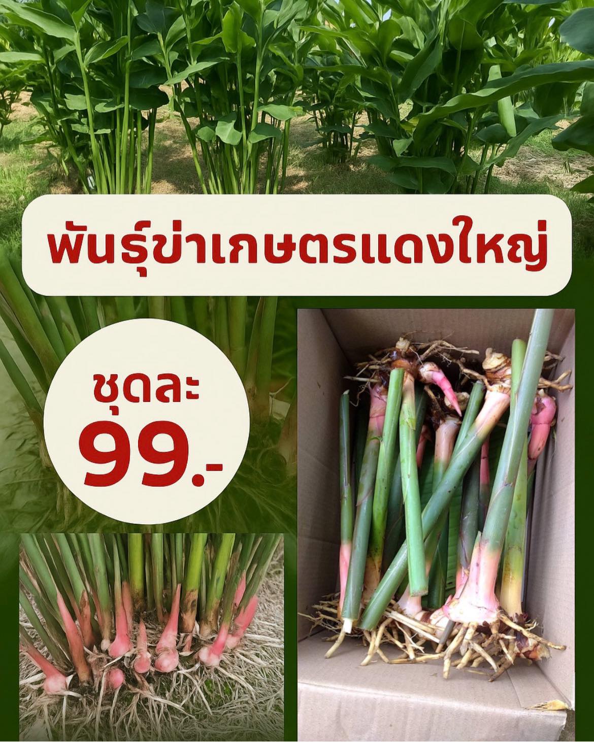 ต้นพันธุ์สดจากสวน ส่งตรงทั่วไทย Facebook ad: สดใหม่จากสวน!