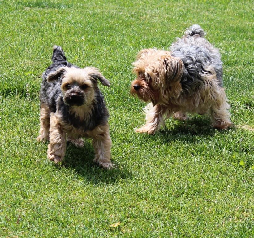 Lonsdale Grove, A Boutique Style Pet Hotel for dogs under 30 lbs and cats. Facebook ad