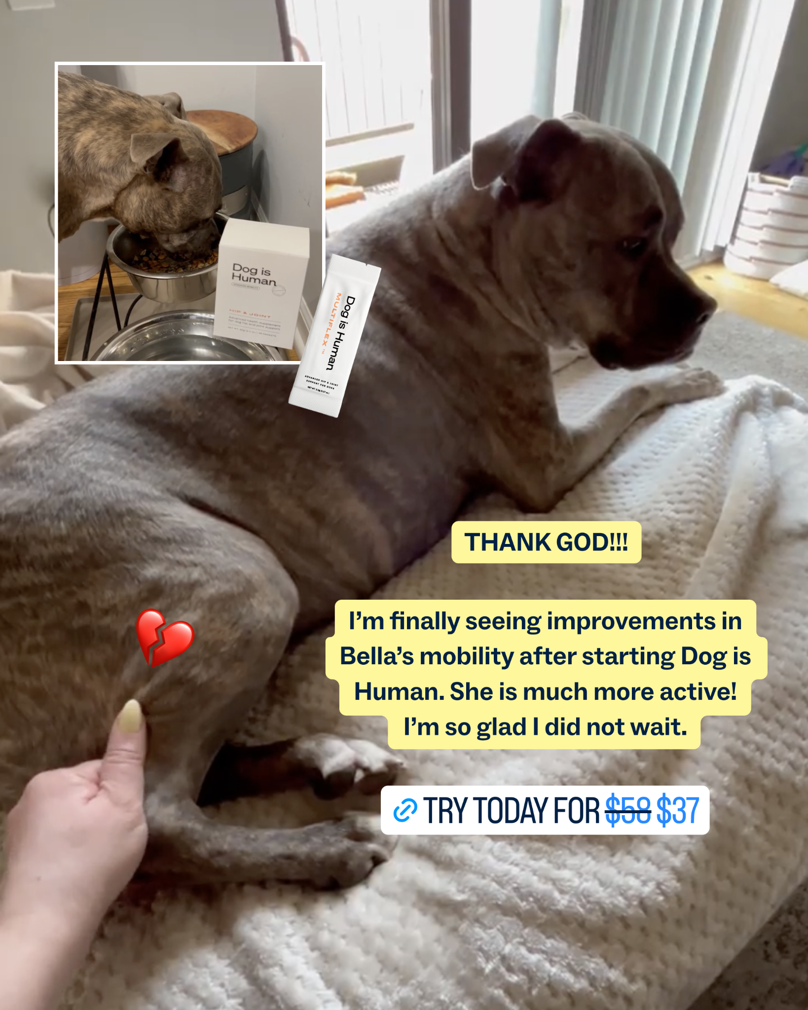 Dog is Human Facebook ad