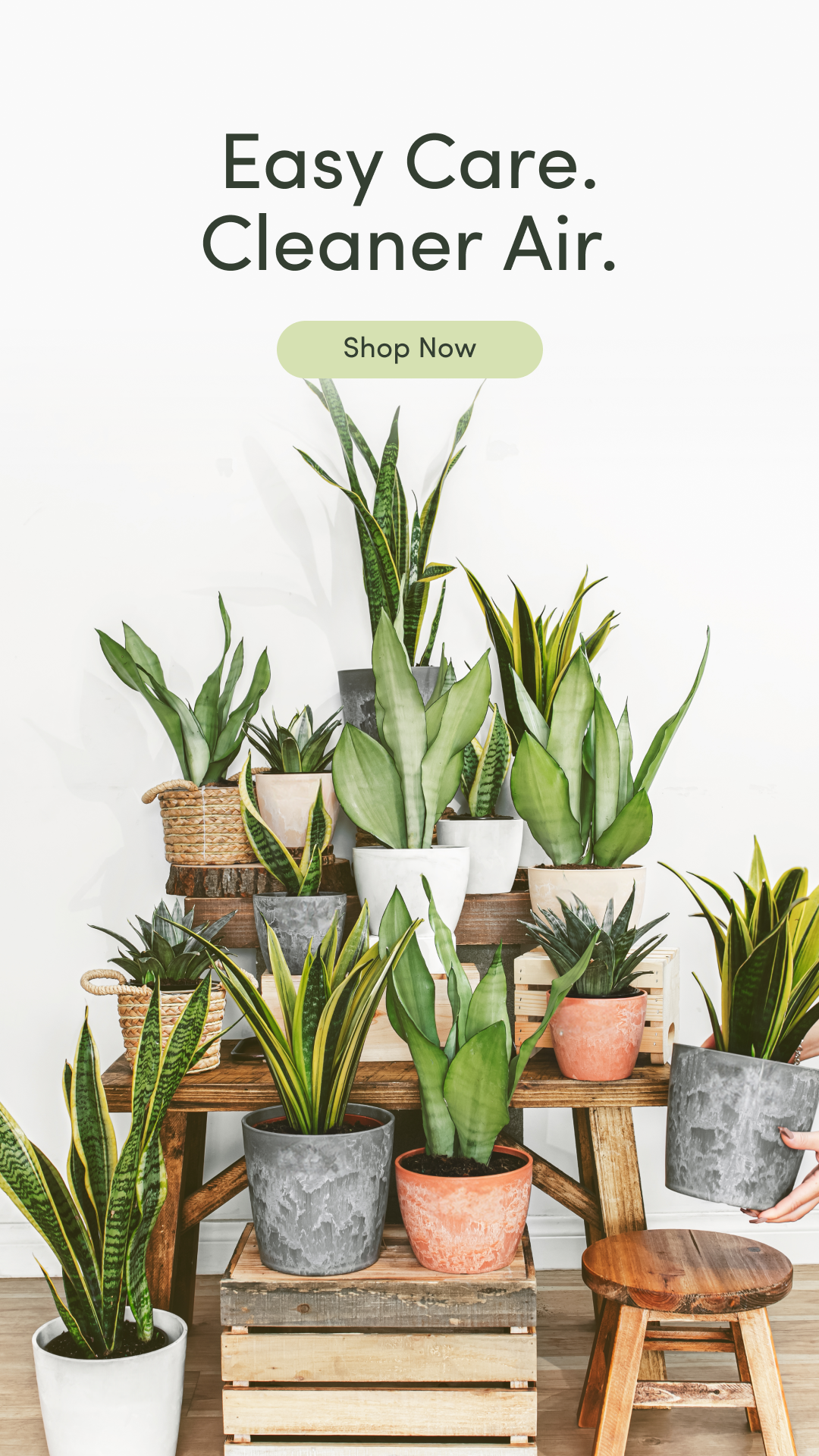 Lively Root Facebook ad
