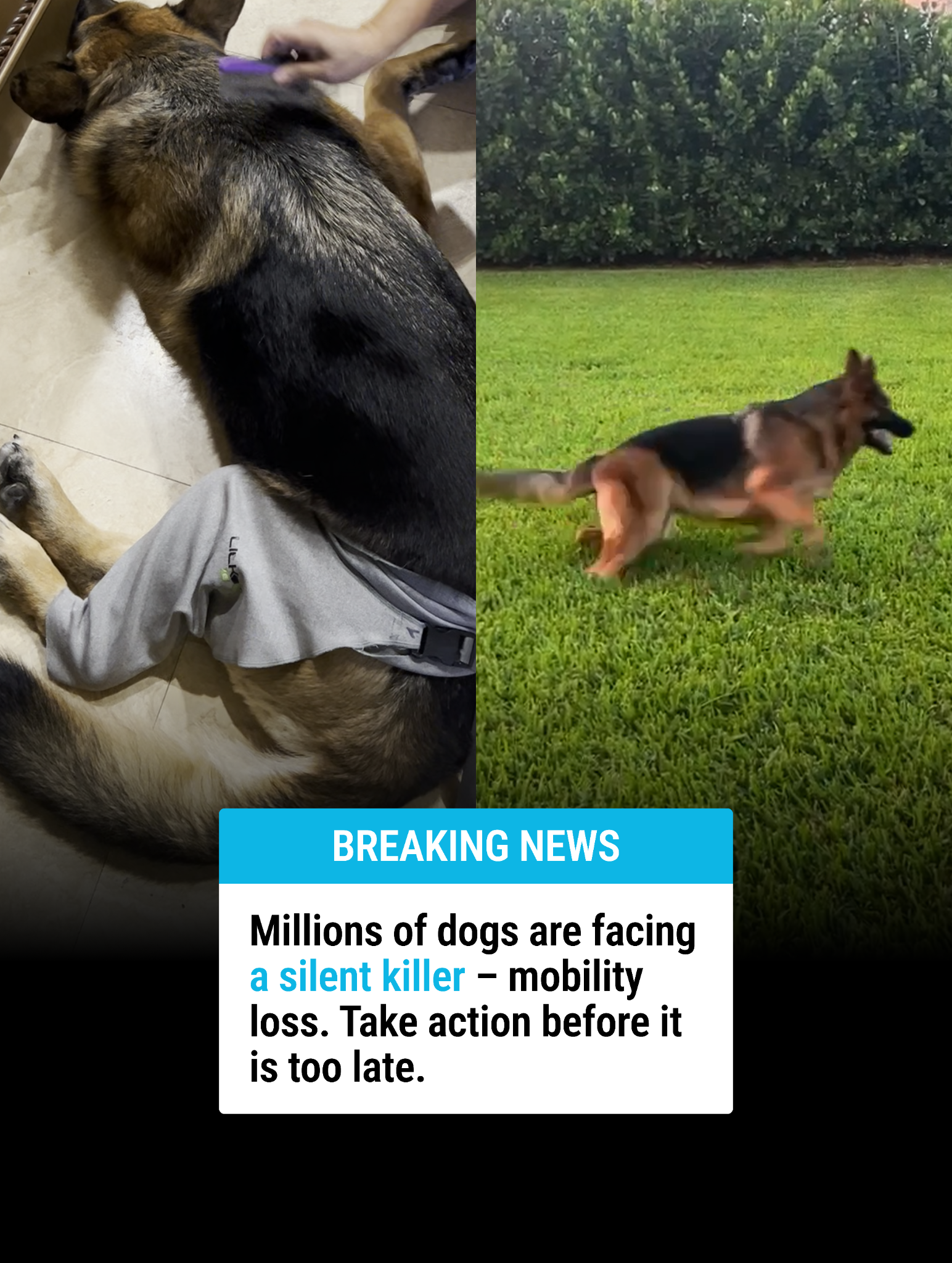 Dog is Human Facebook ad