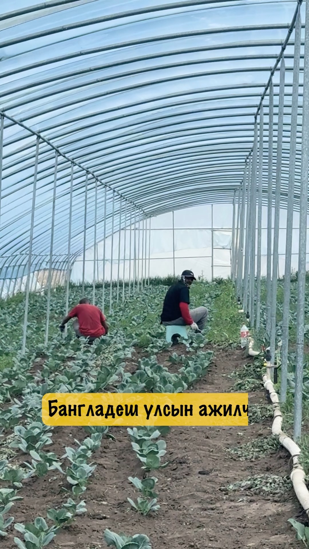MSDI Pro HR Consulting Service in Mongolia /Headhunt, Recruit, Outsource/ Facebook ad: Хөдөө аж ахуйн салбарт ажиллаж буй Бангладеш…
