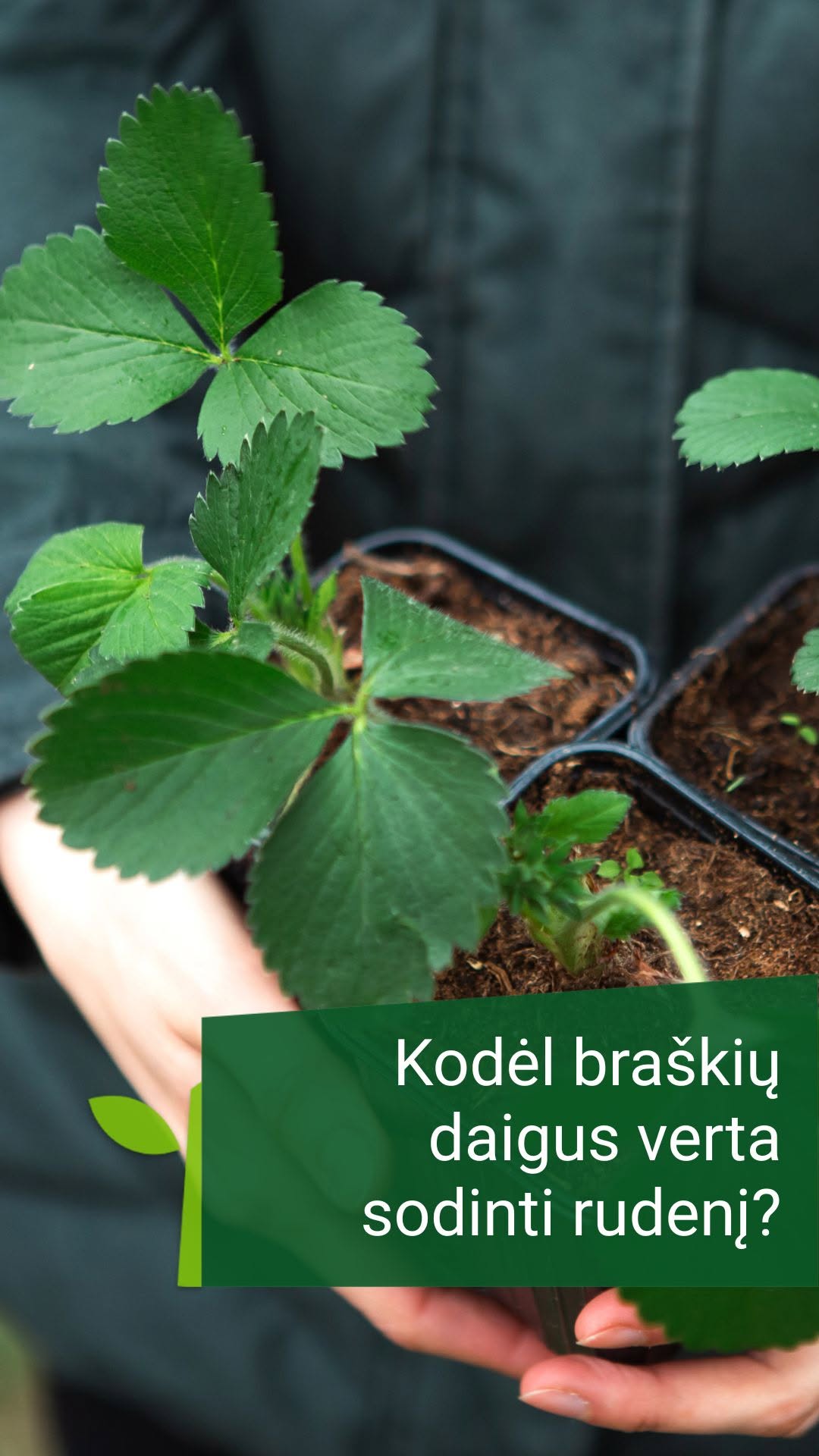 Žaliastotelė.lt Facebook ad: Kodėl braškes verta sodinti rudenį?