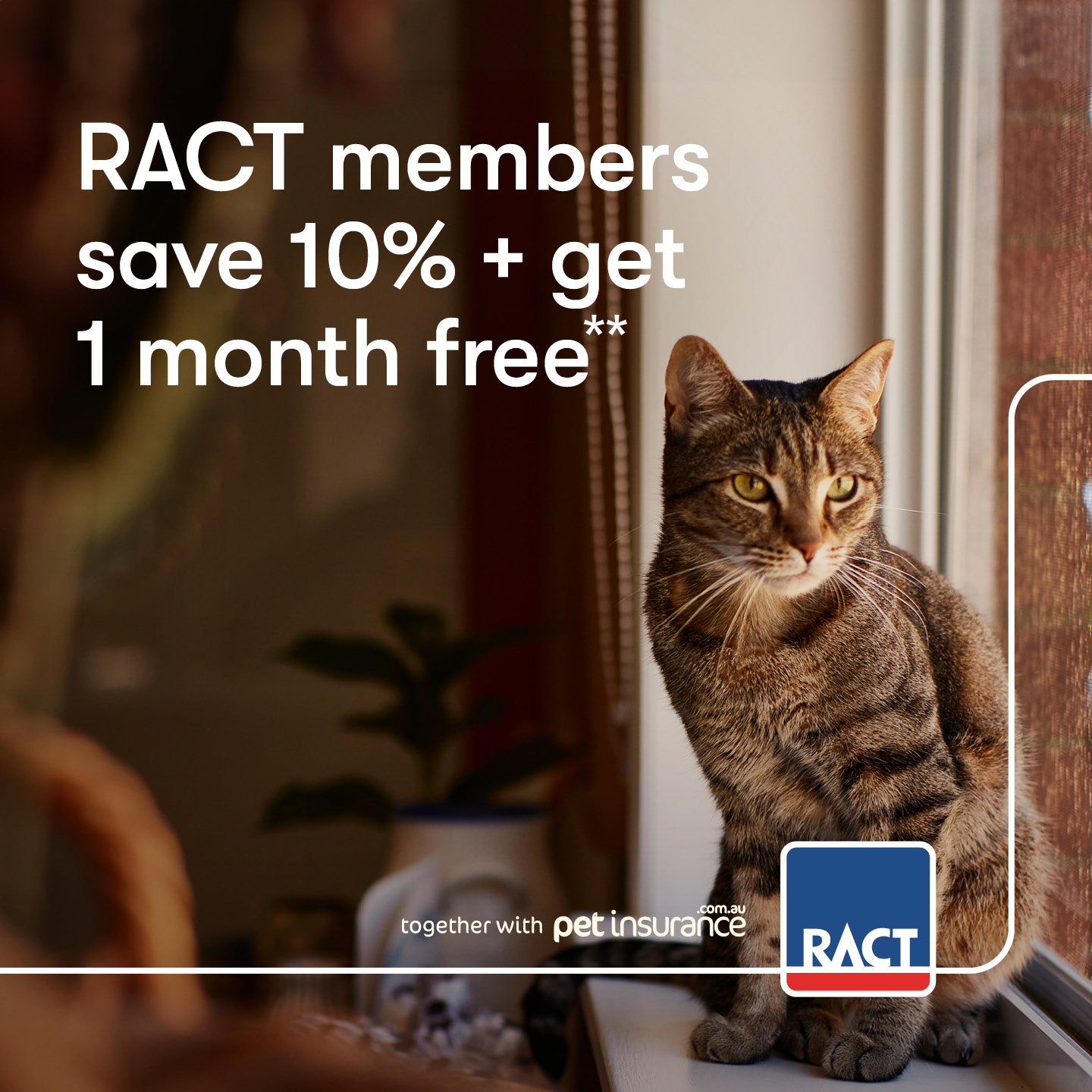 RACT Facebook ad: Cat Insurance