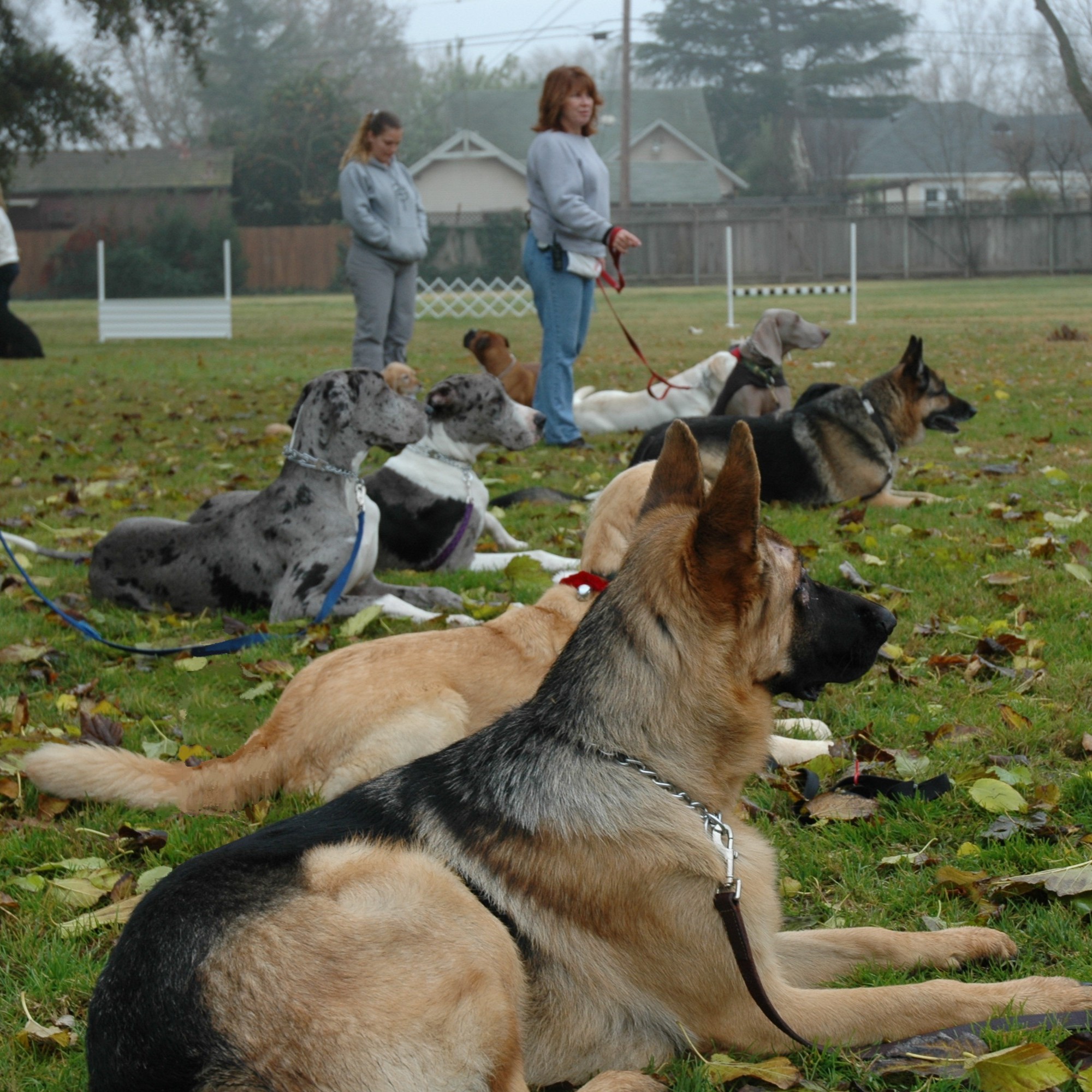 K9 Development Facebook ad: Hey Tracy Dog Owners!