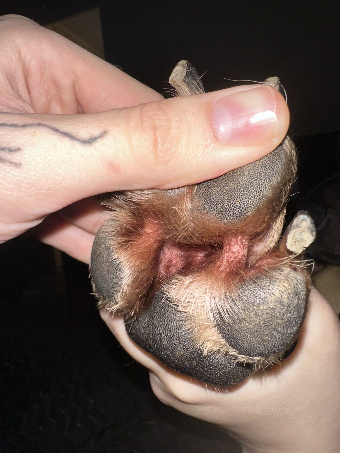The Dog Blog Facebook ad: Read This If Your Dog Chews Their Paws Raw