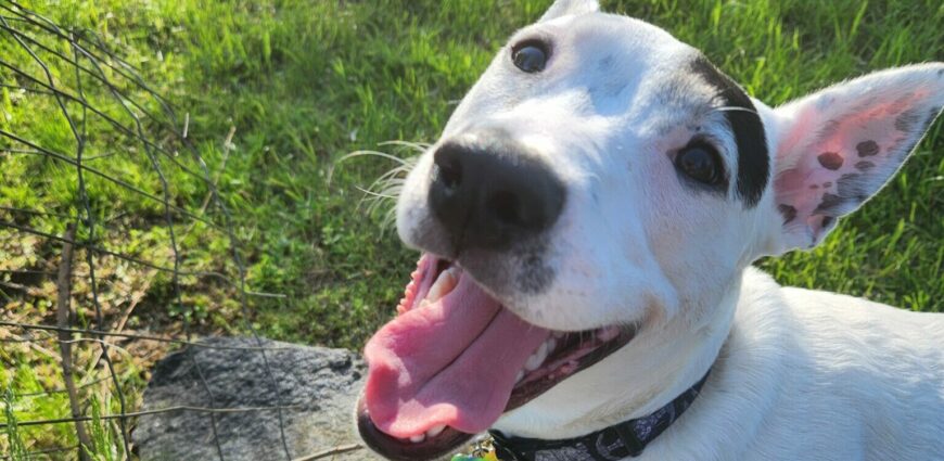 Humane Society of Huron Valley Facebook ad: Right before COVID shut down the world in…
