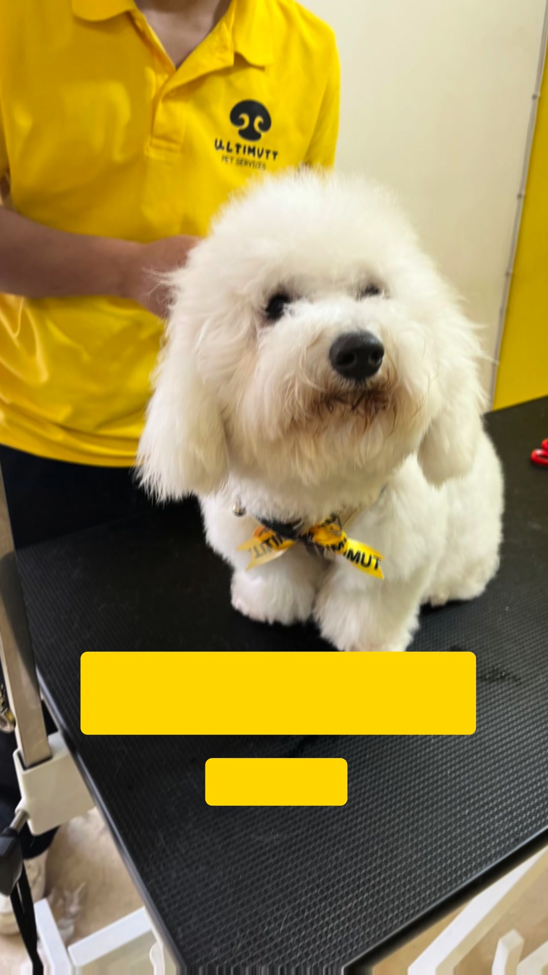 Ultimutt Pet services Facebook ad: Chat with us