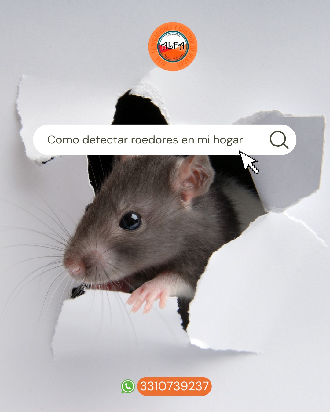 Fumigaciones ALFA Facebook ad: ¿Tienes roedores en casa o negocio?