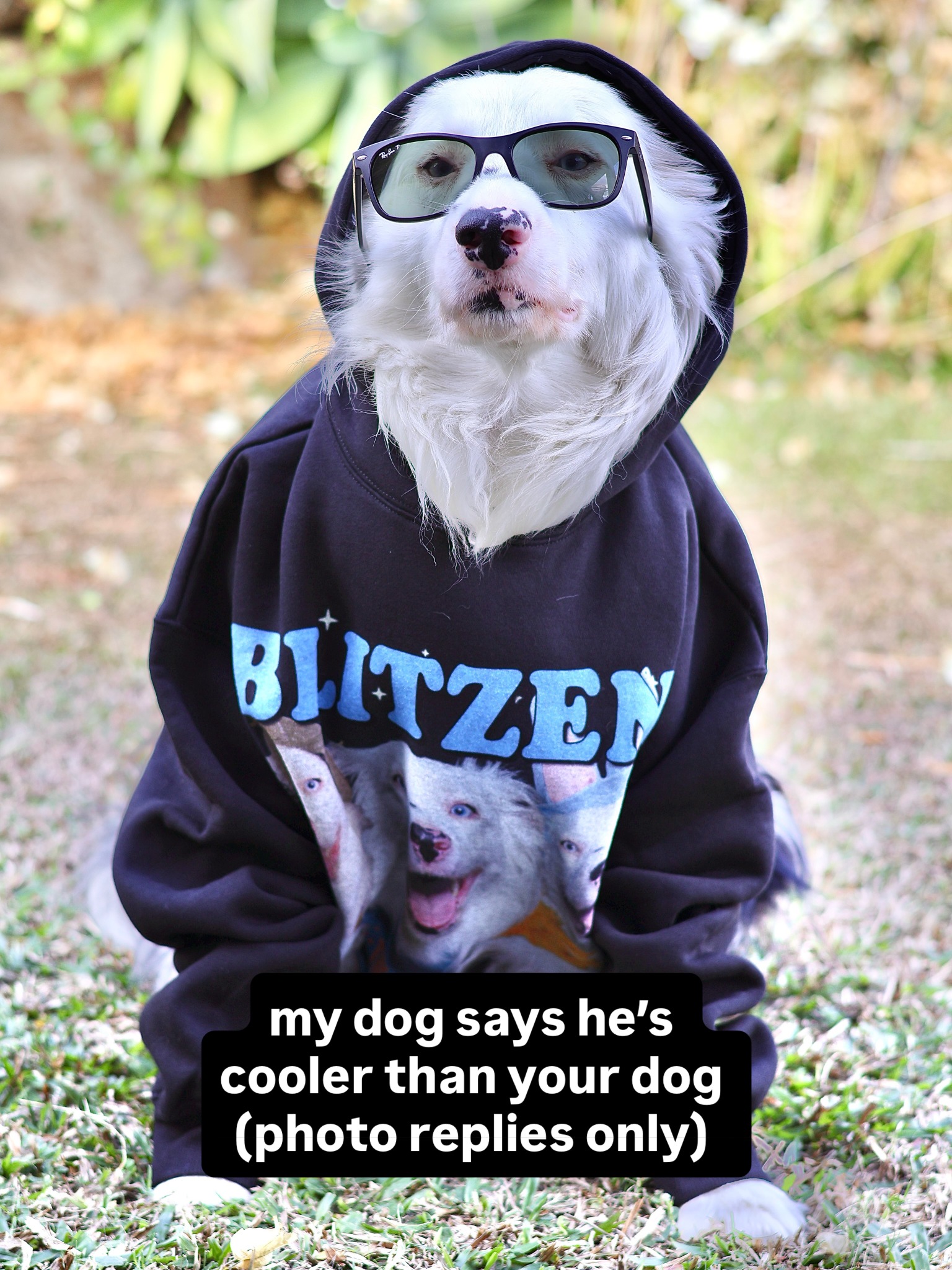 blitzenthecollie Facebook ad