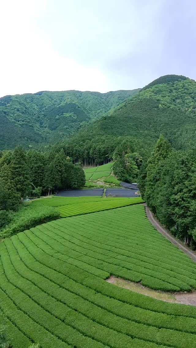 Miyako Co., Ltd. Facebook ad: MIYAKO MATCHA exports carefully selected matcha from all…