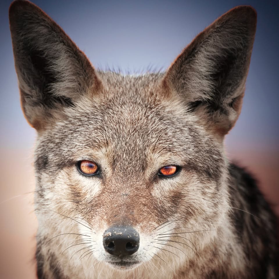 Sandwich Harbour Photography Tours Facebook ad: Capture the magic where the Namib Desert meets…