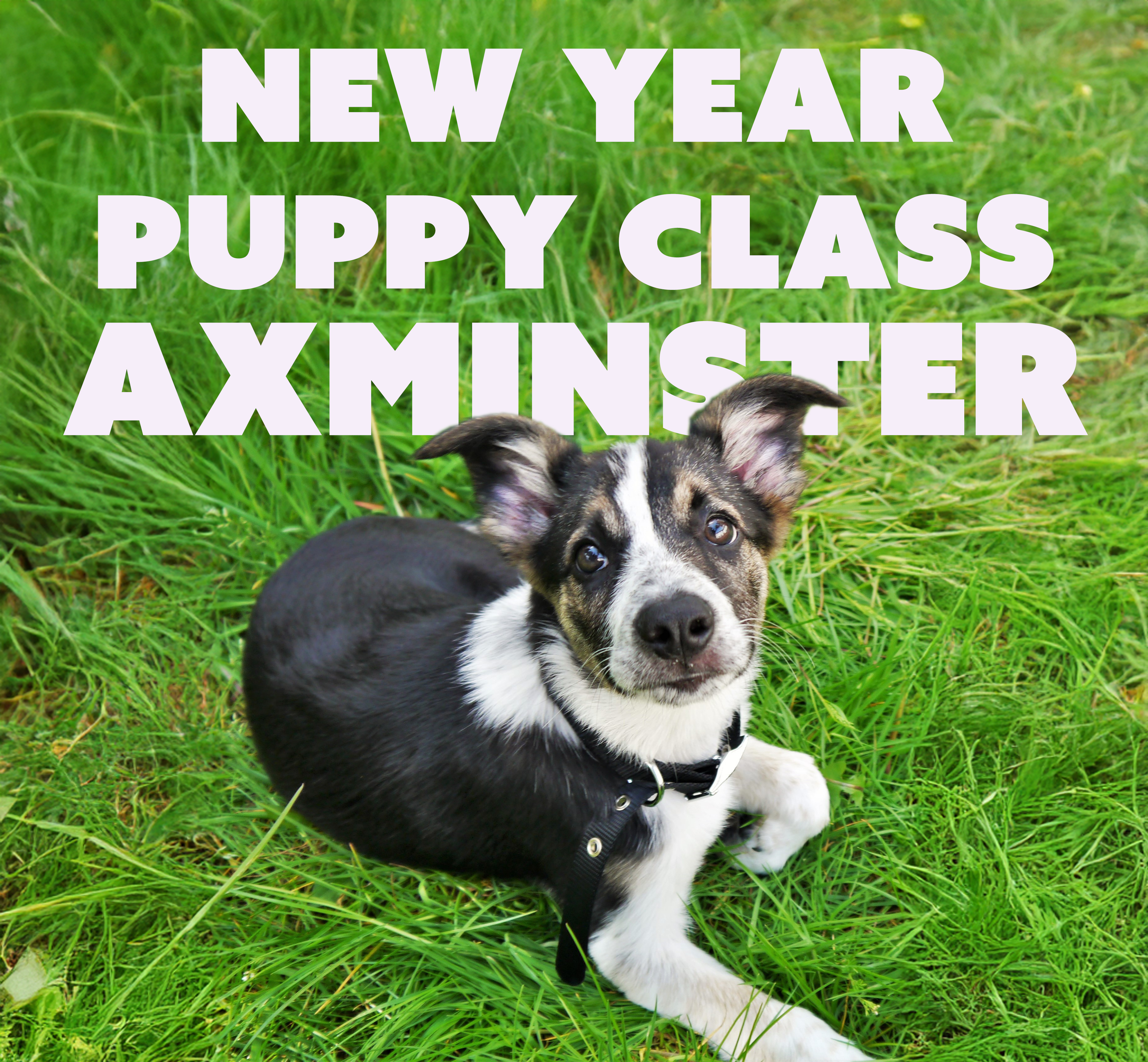 RL Dog Training Facebook ad: Axminster Puppy Class