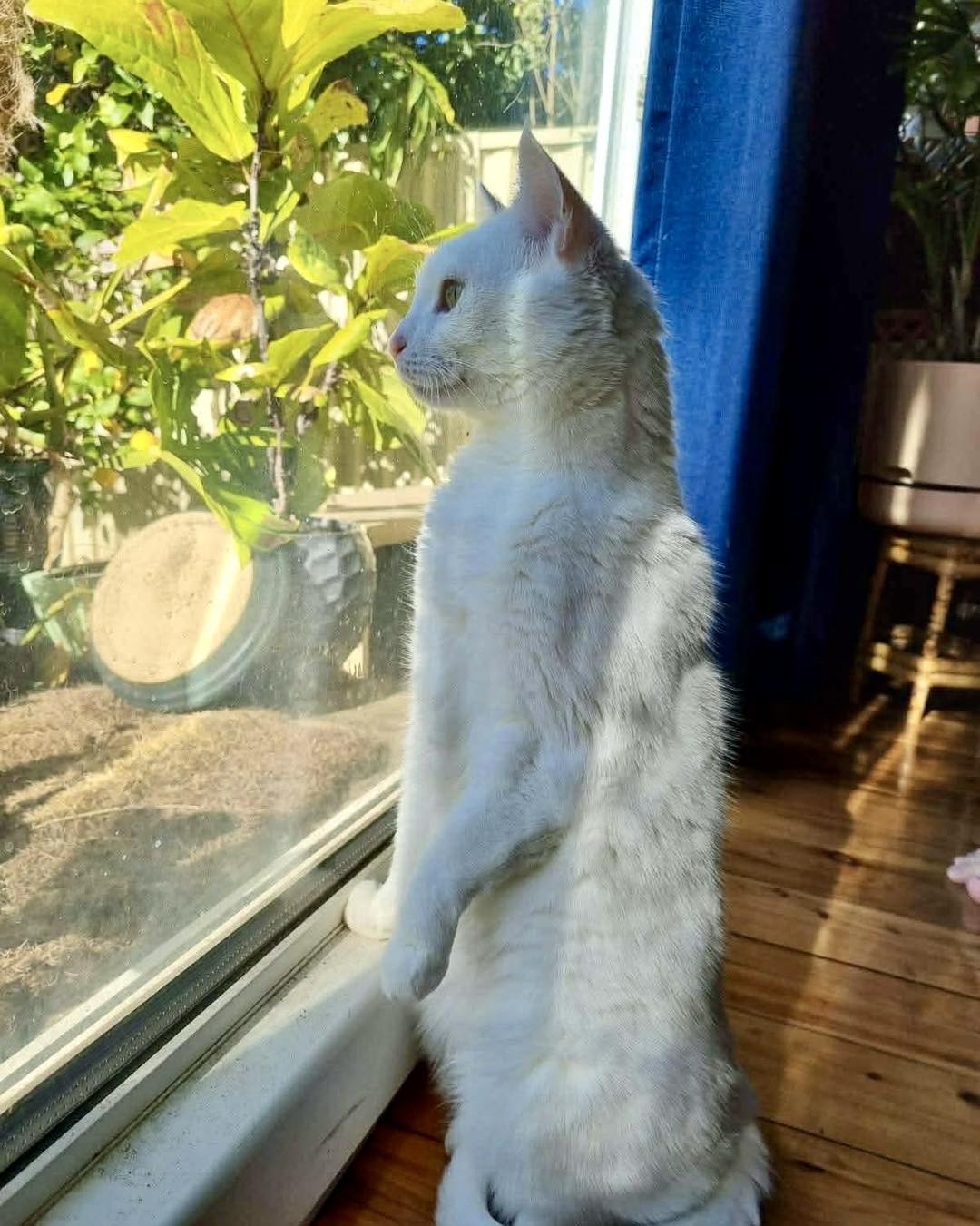 The Mini Kitty Commune Facebook ad: Ready for adoption is Kiki