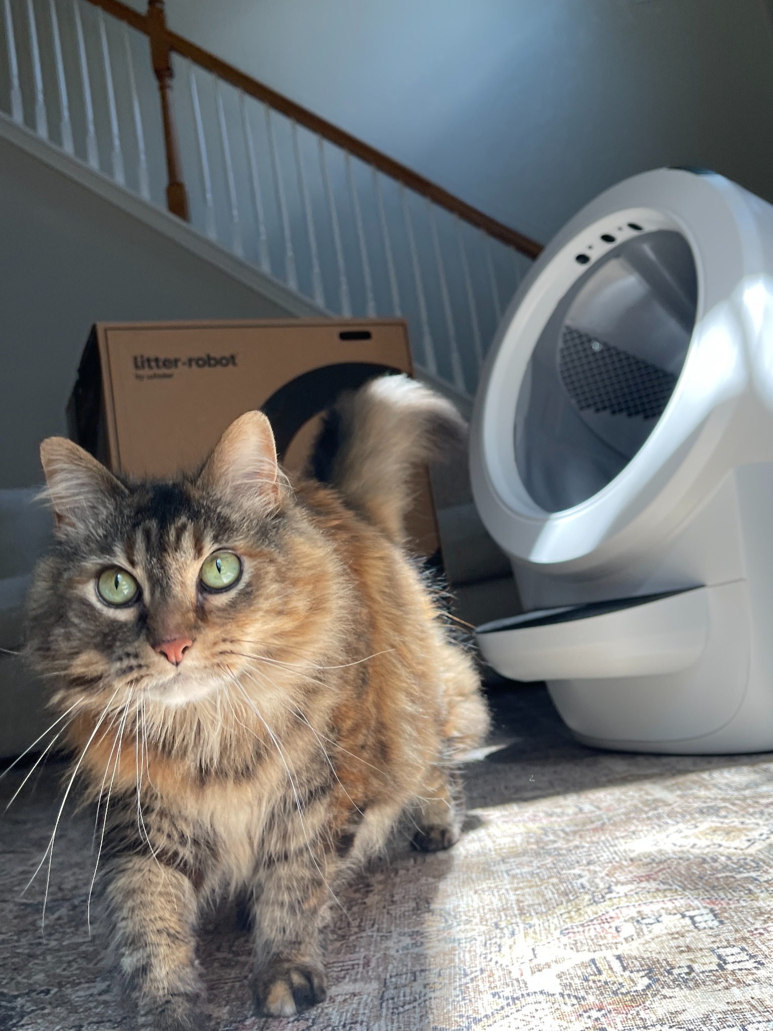 Litter-Robot by Whisker Facebook ad