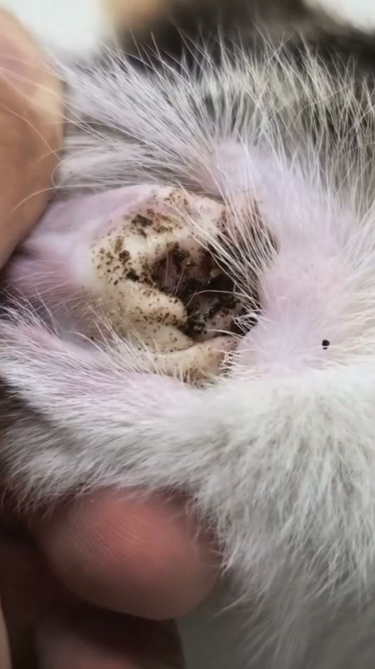 Puainta Pets Facebook ad: Give Your Pet's Ears Some Love