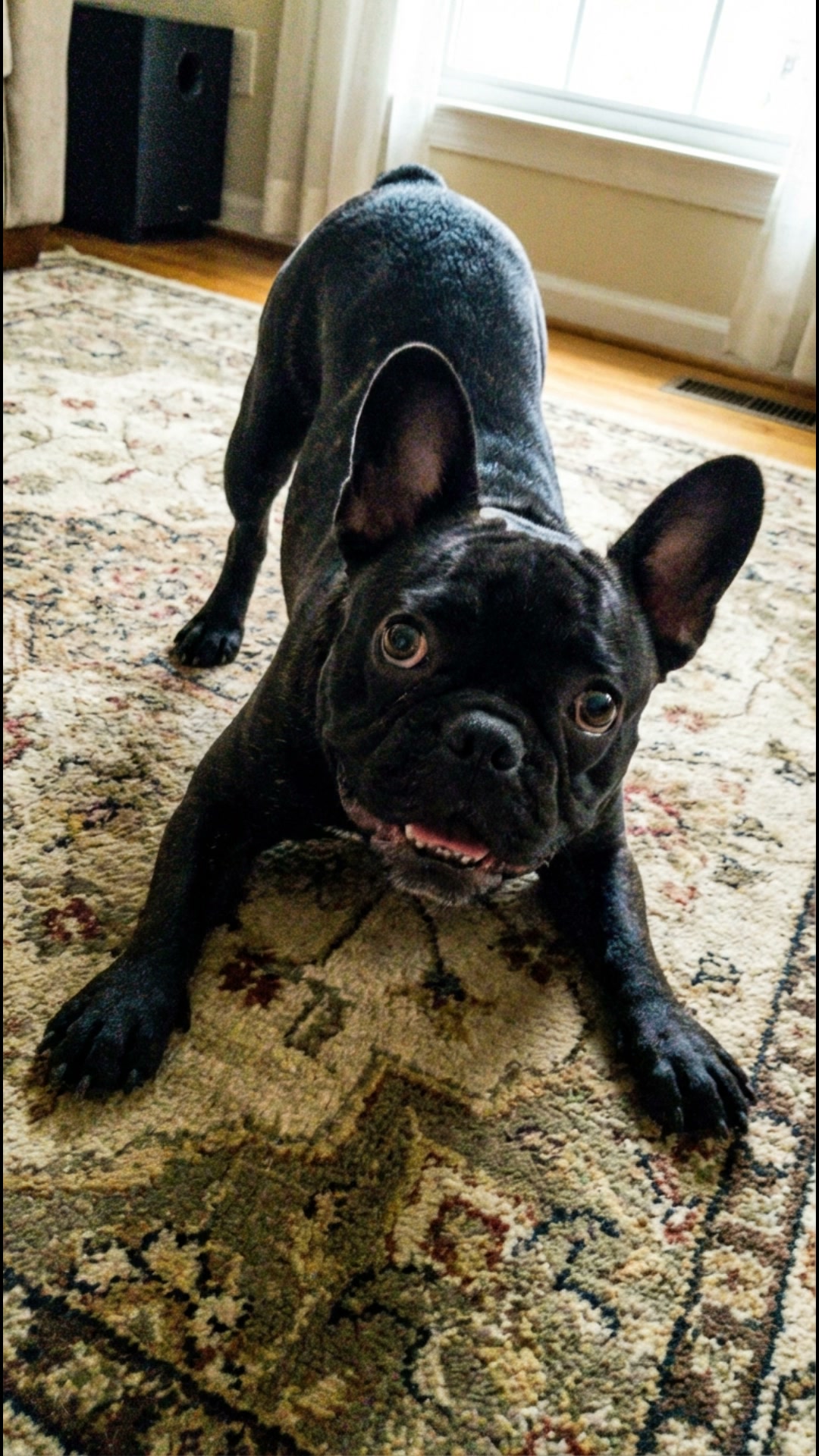 Hannah's Dog Journal Facebook ad: Keep Your Dog Happy, Healthy, & Active for Longer