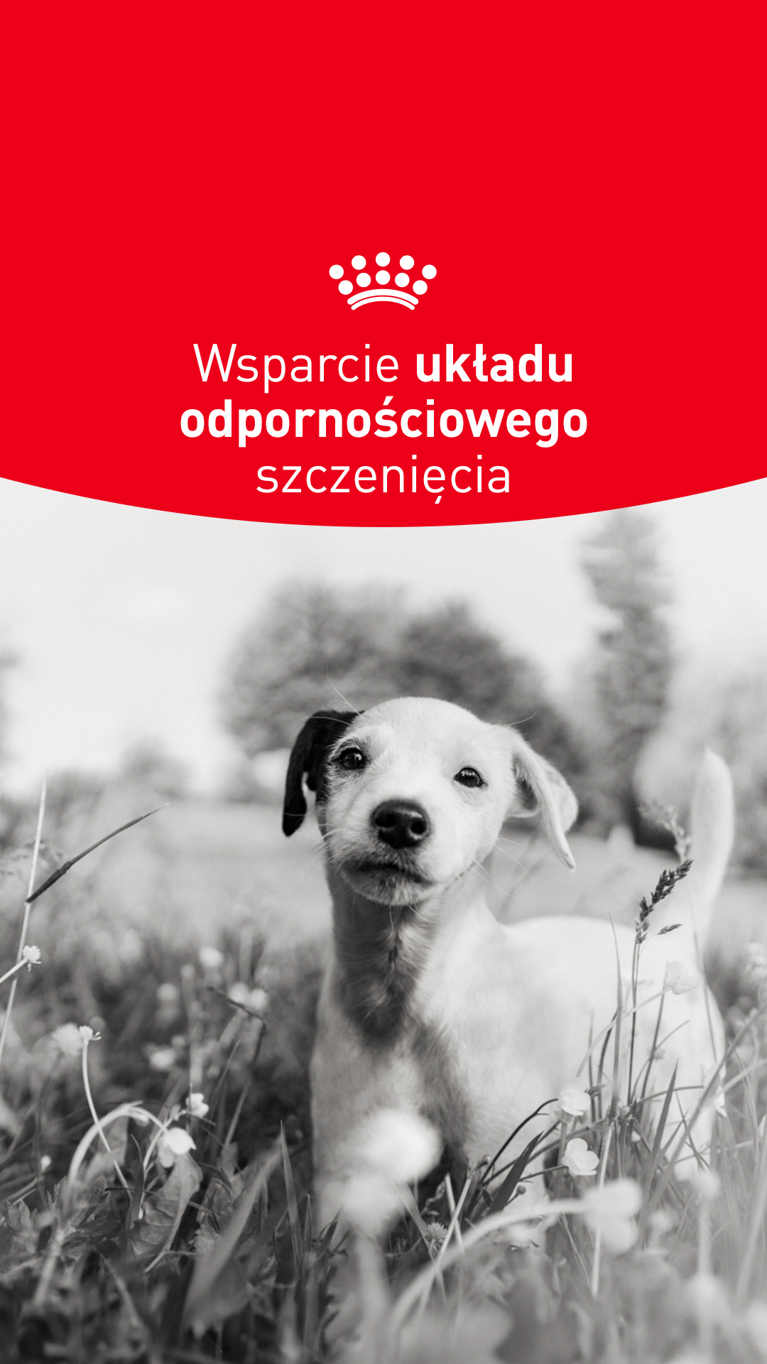 Royal Canin Facebook ad from May 14, 2026