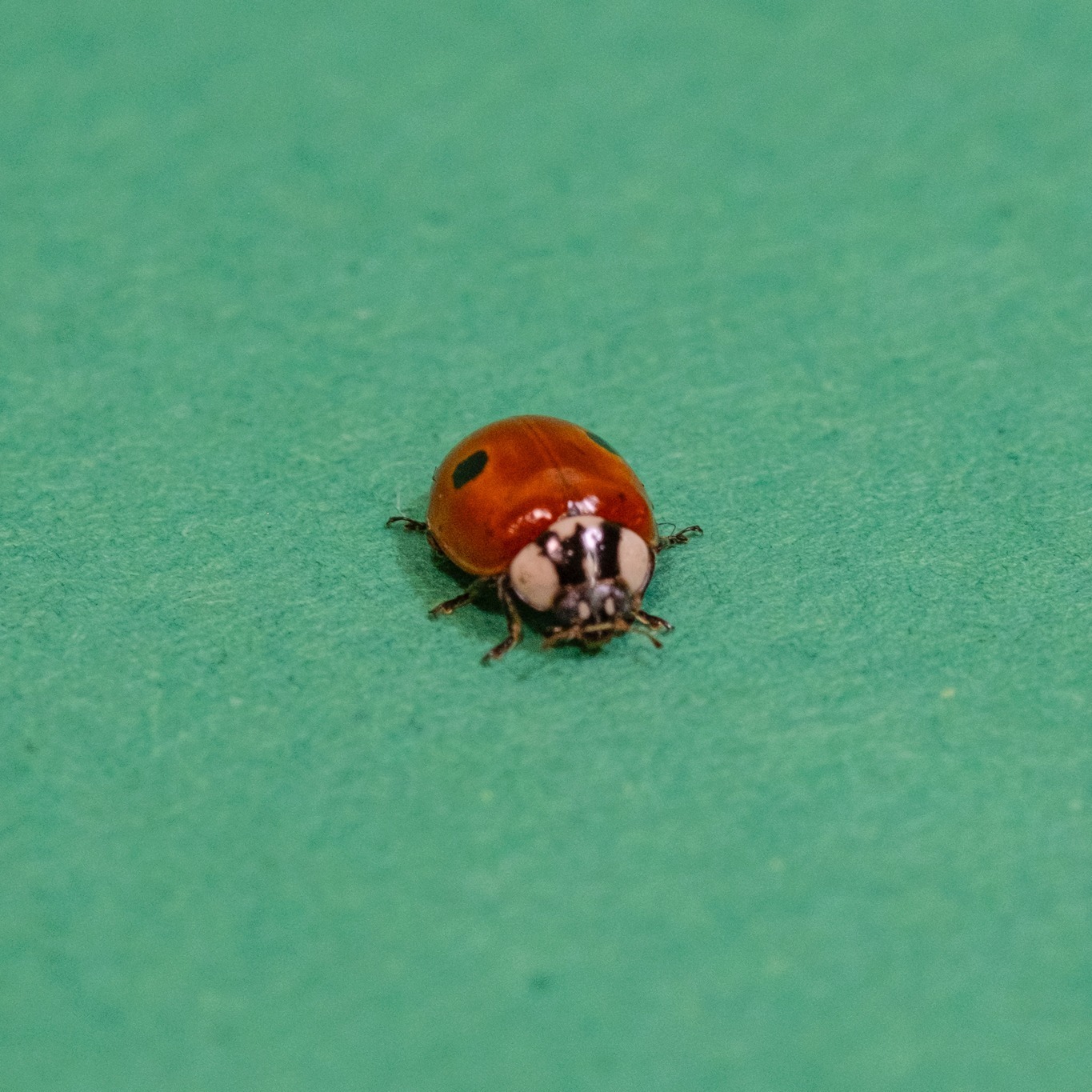 SmartBugs Facebook ad: Gli amanti del giardinaggio ci chiedono spesso: cosa…