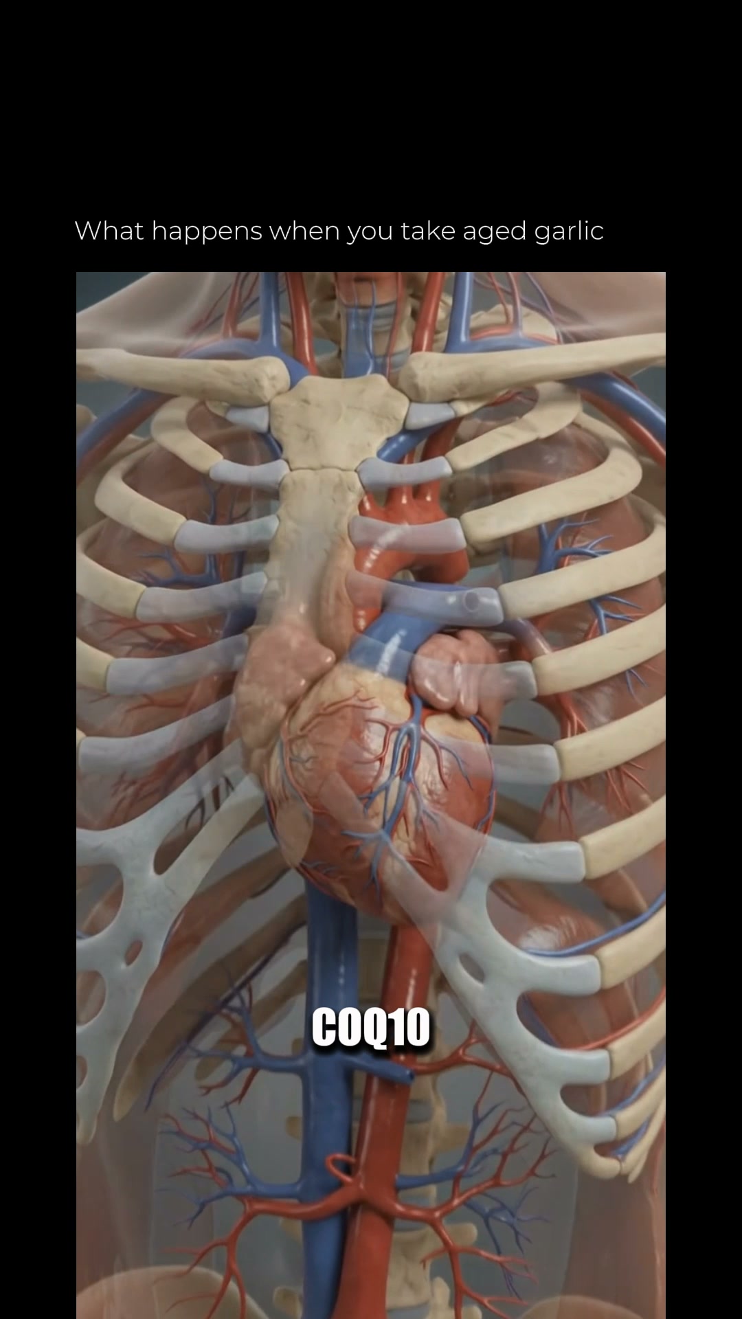 Circulatory Health Report Facebook ad: Explore the Power of Aged Garlic Today!