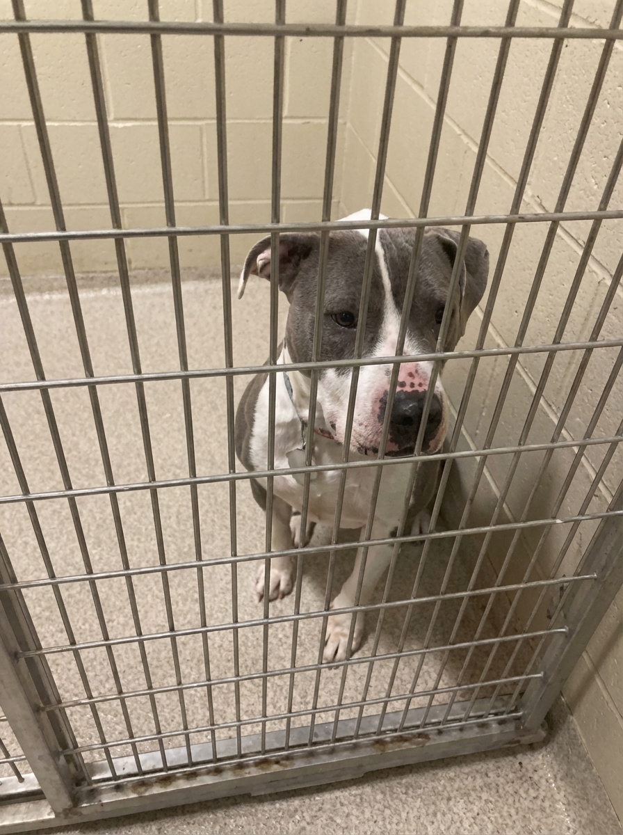 Canine Stress Research Institute Facebook ad