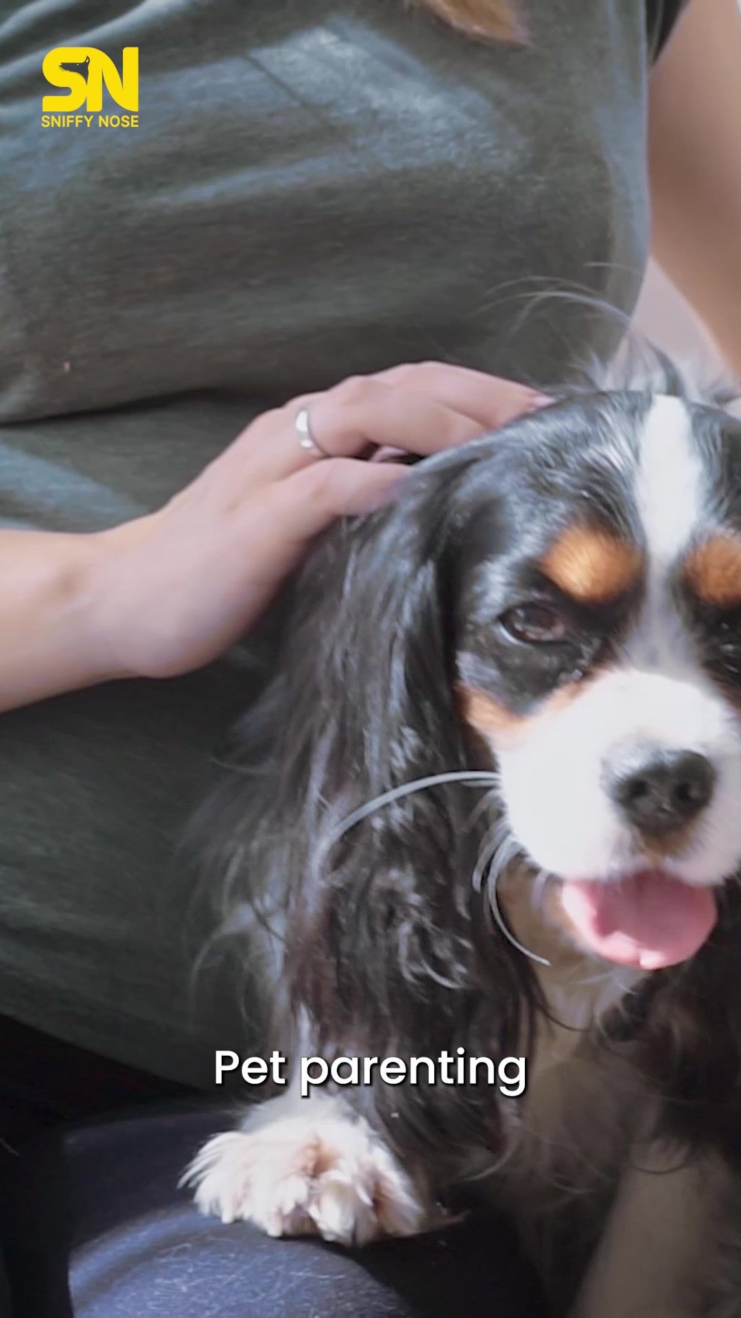 Sniffy Nose Facebook ad: All Pet Essentials in One Place