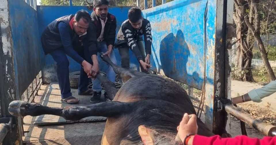 Hanumant Jeev Ashray Seva Sansthan Facebook ad: Animal shelter based in Unnao, Uttar Pradesh.