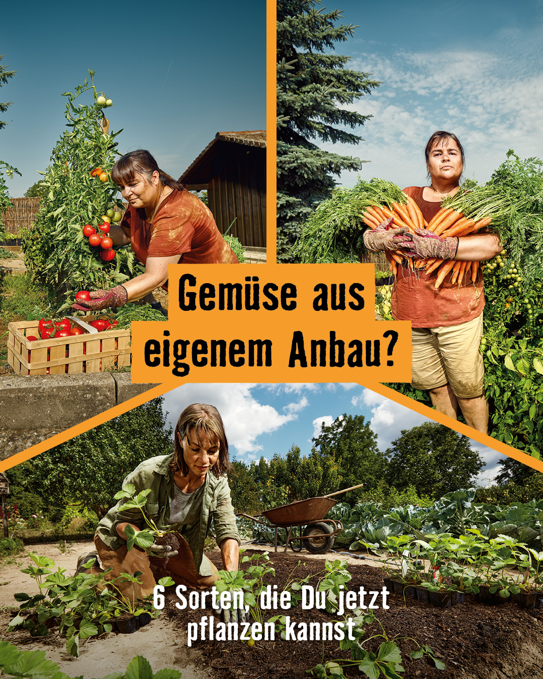 HORNBACH Facebook ad: Dein ganzer Stolz: Dein selbst angebautes Gemüse.