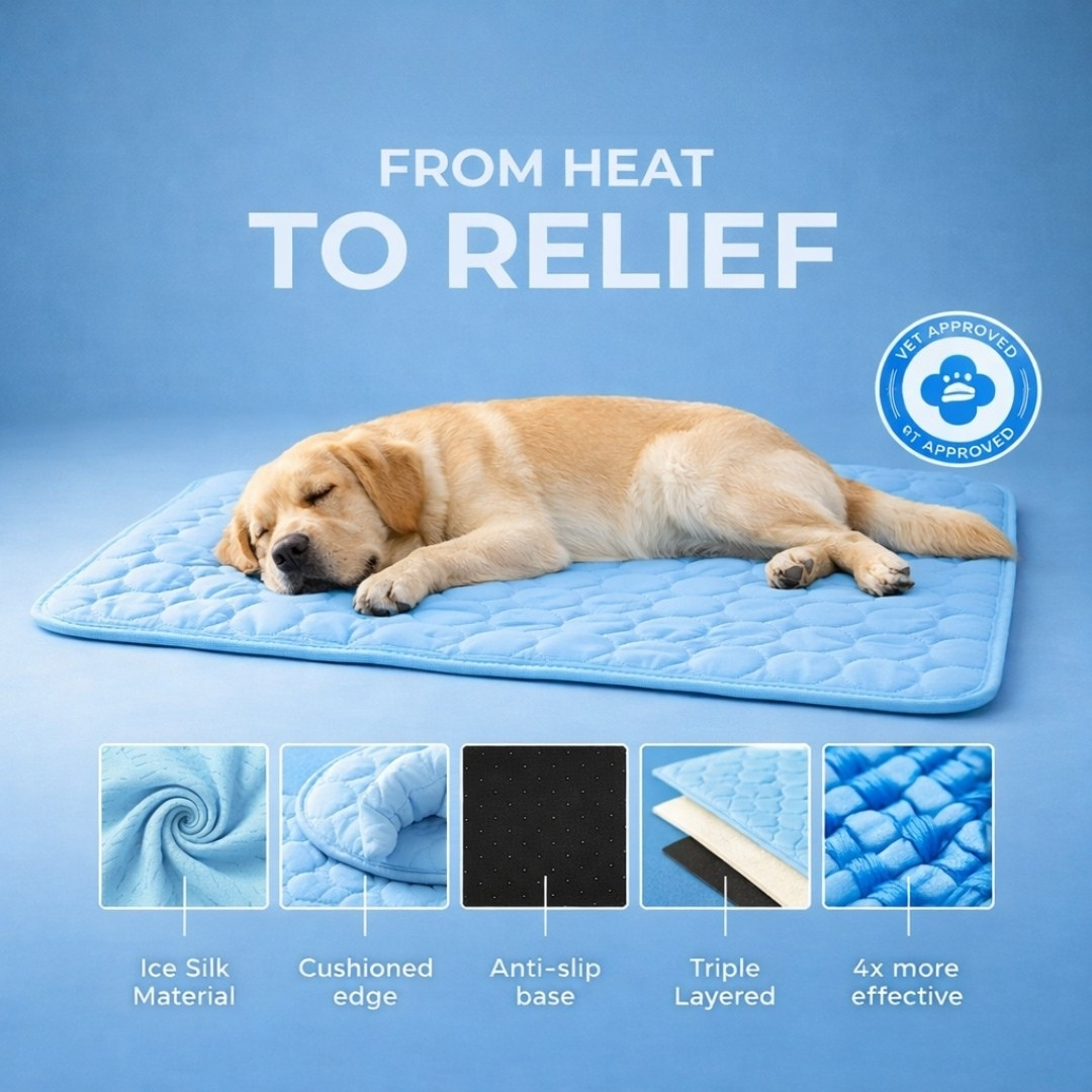 The Dog Hub Co. Facebook ad: BUY 1, GET 1 FREE