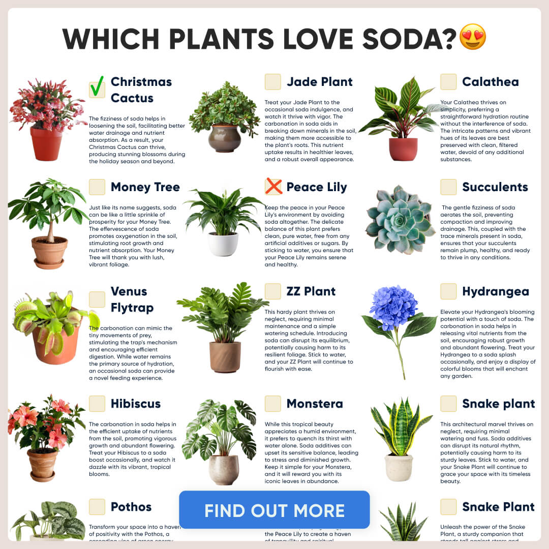 Chloe Bennett - Indoor Jungle Facebook ad: Take a Quiz Now!