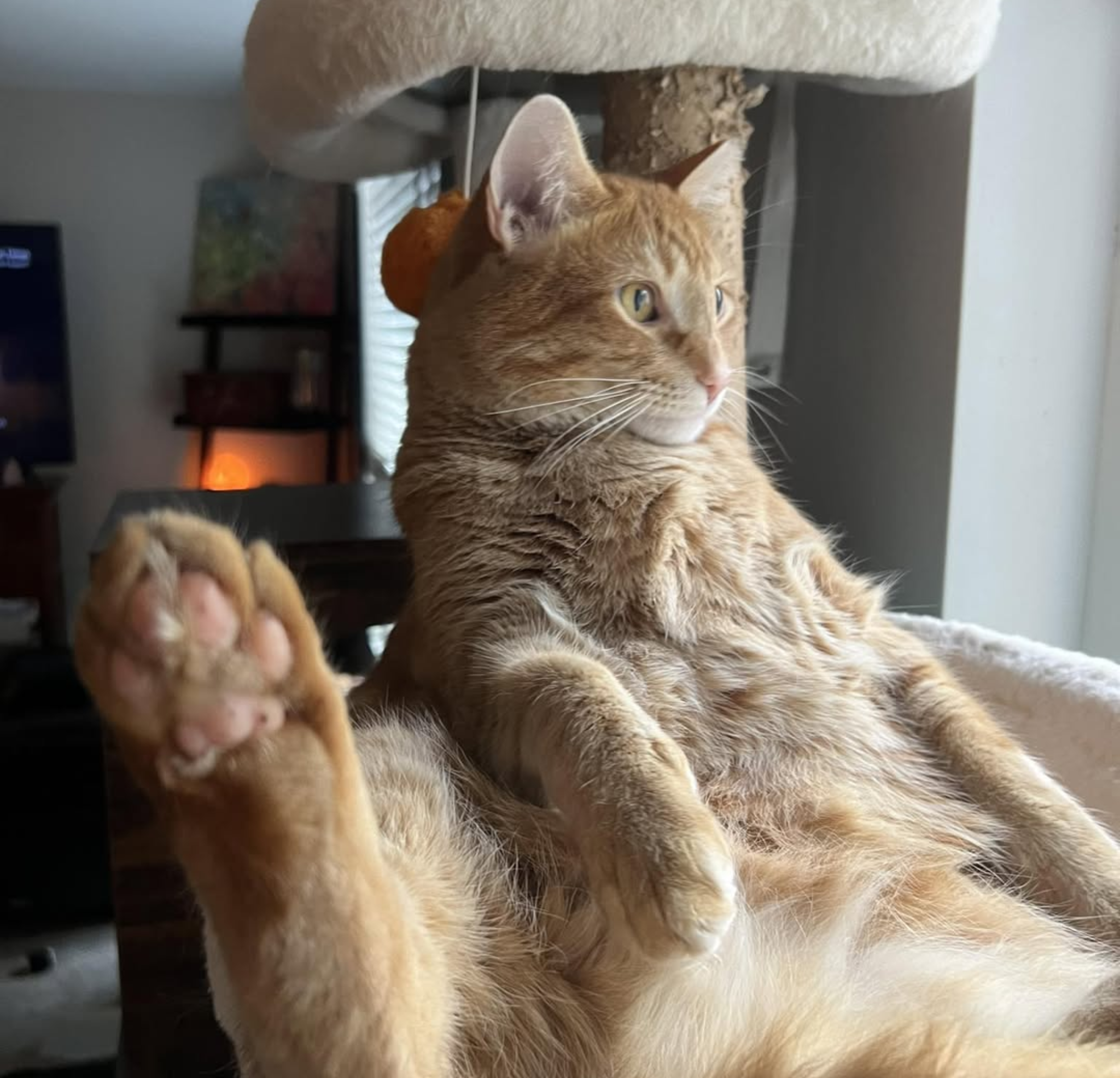 Vet Life Magazine Facebook ad