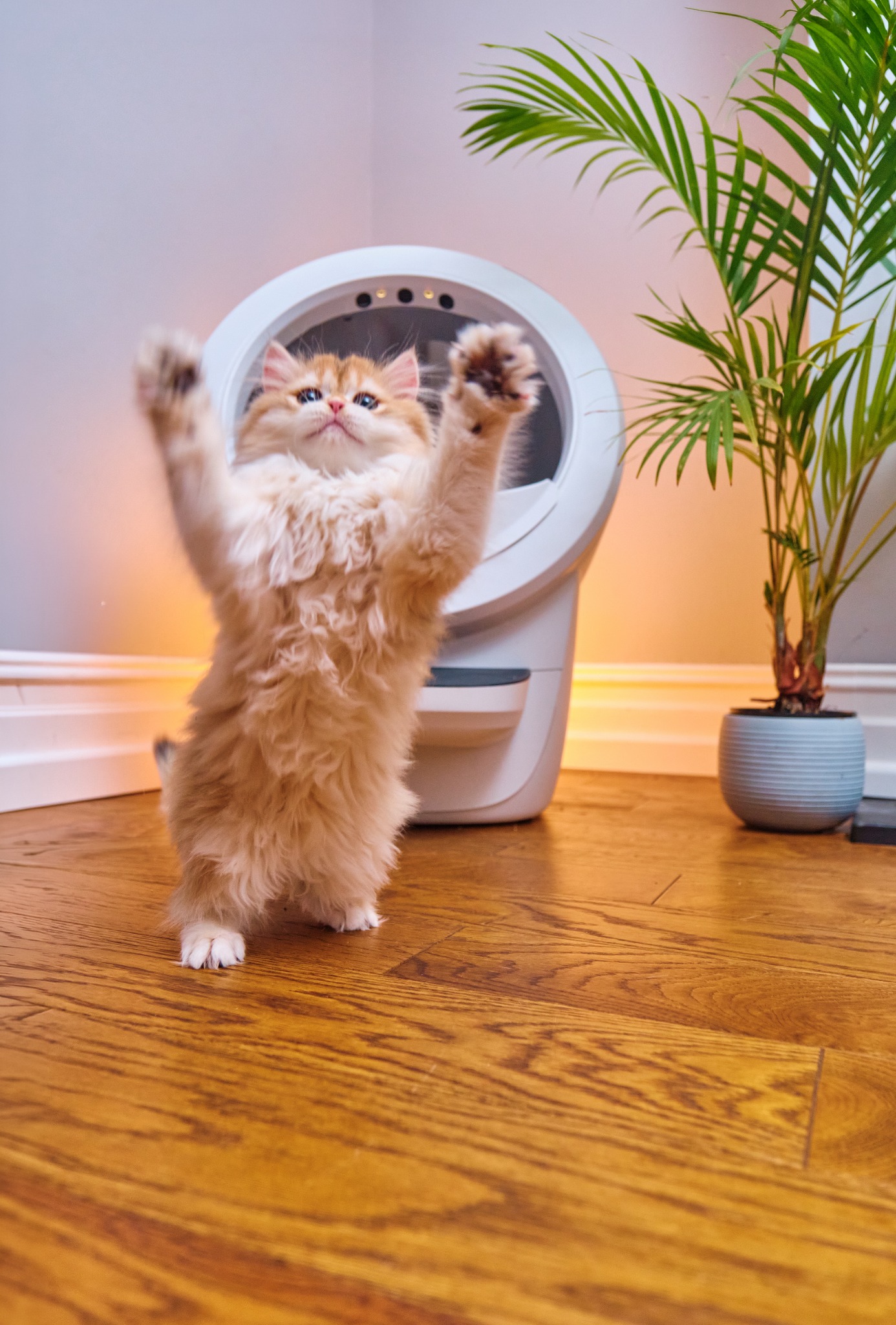 Litter-Robot by Whisker Facebook ad