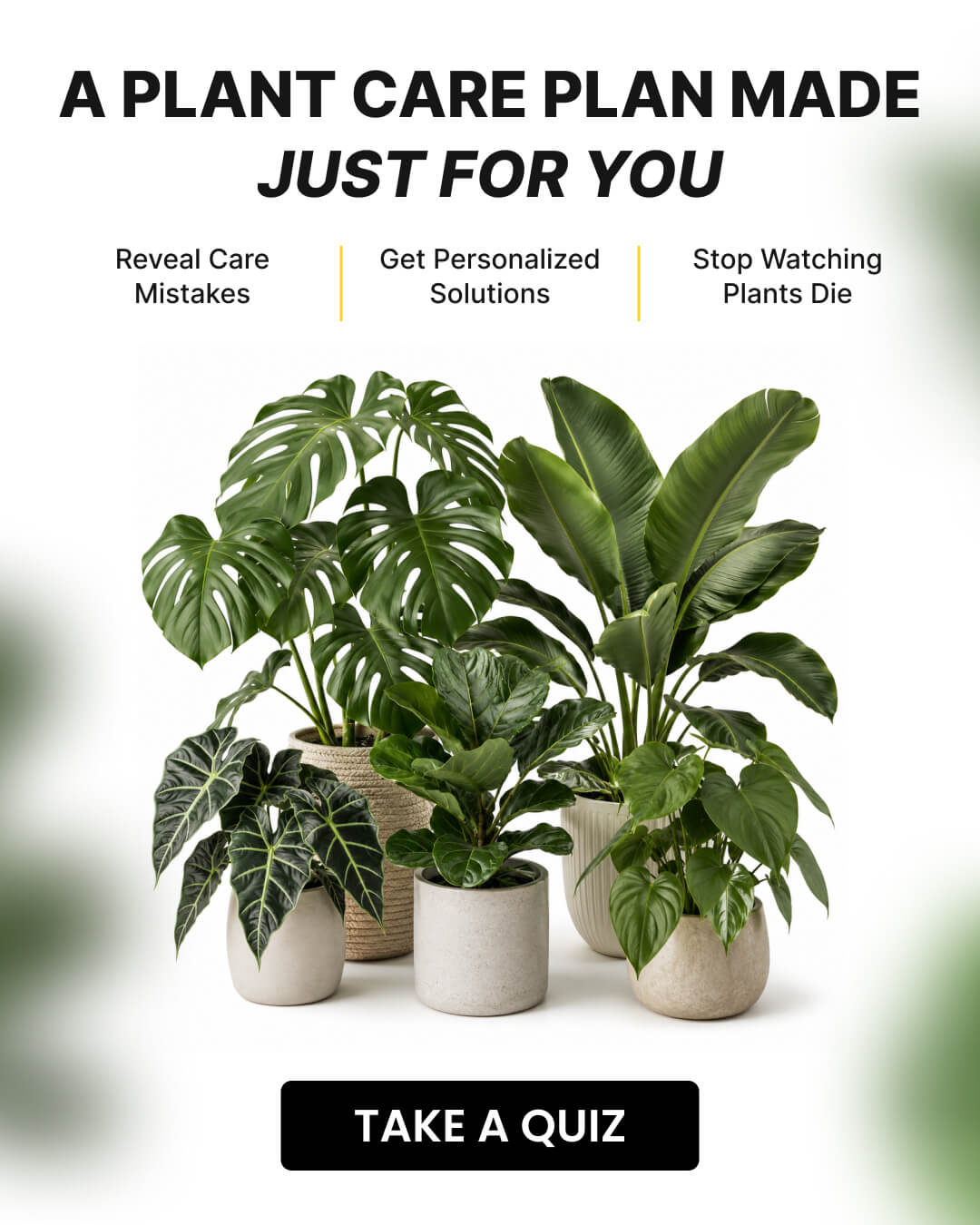 Chloe Bennett - Indoor Jungle Facebook ad: Take a Quiz Now!