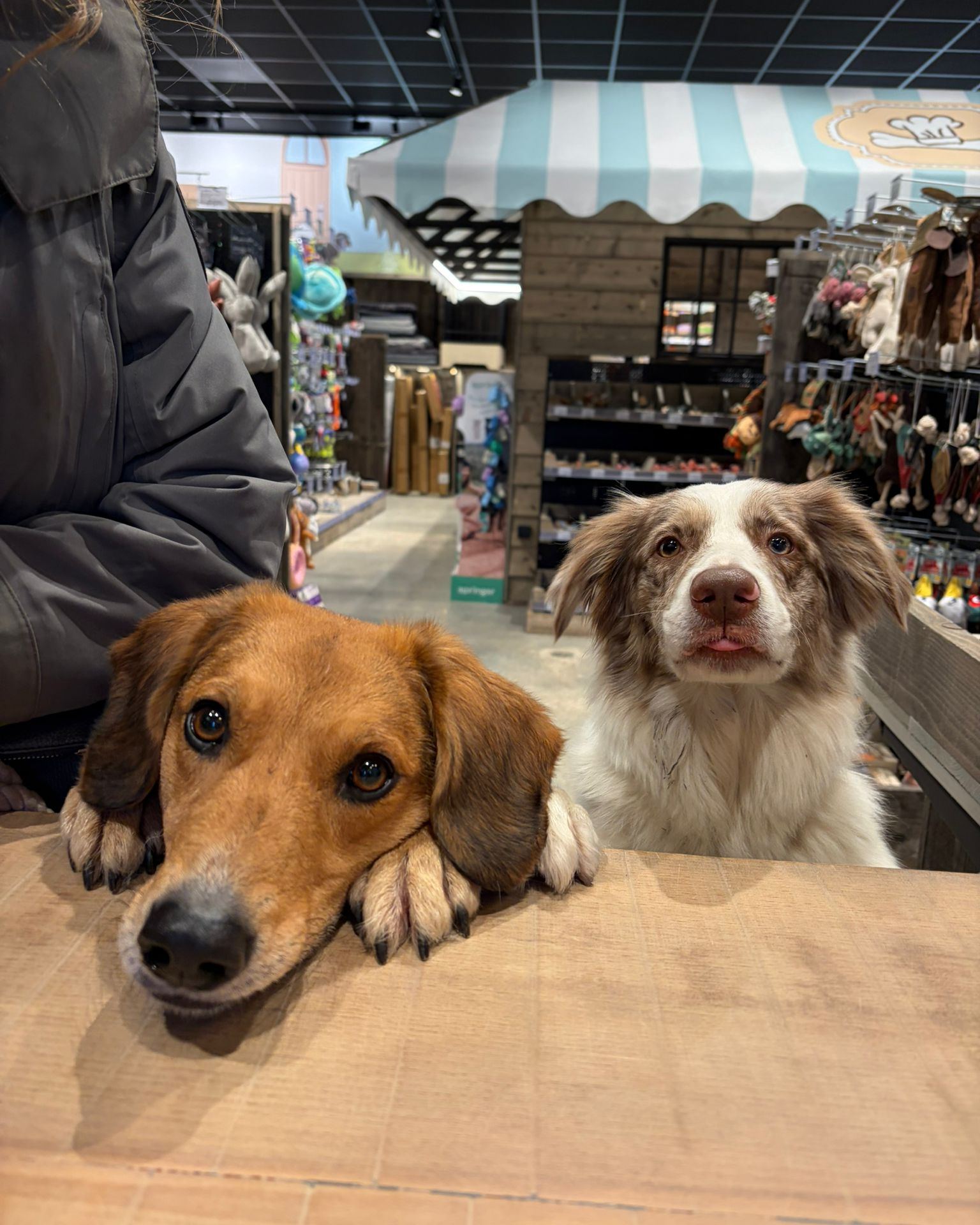 Cats & Dogs Facebook ad