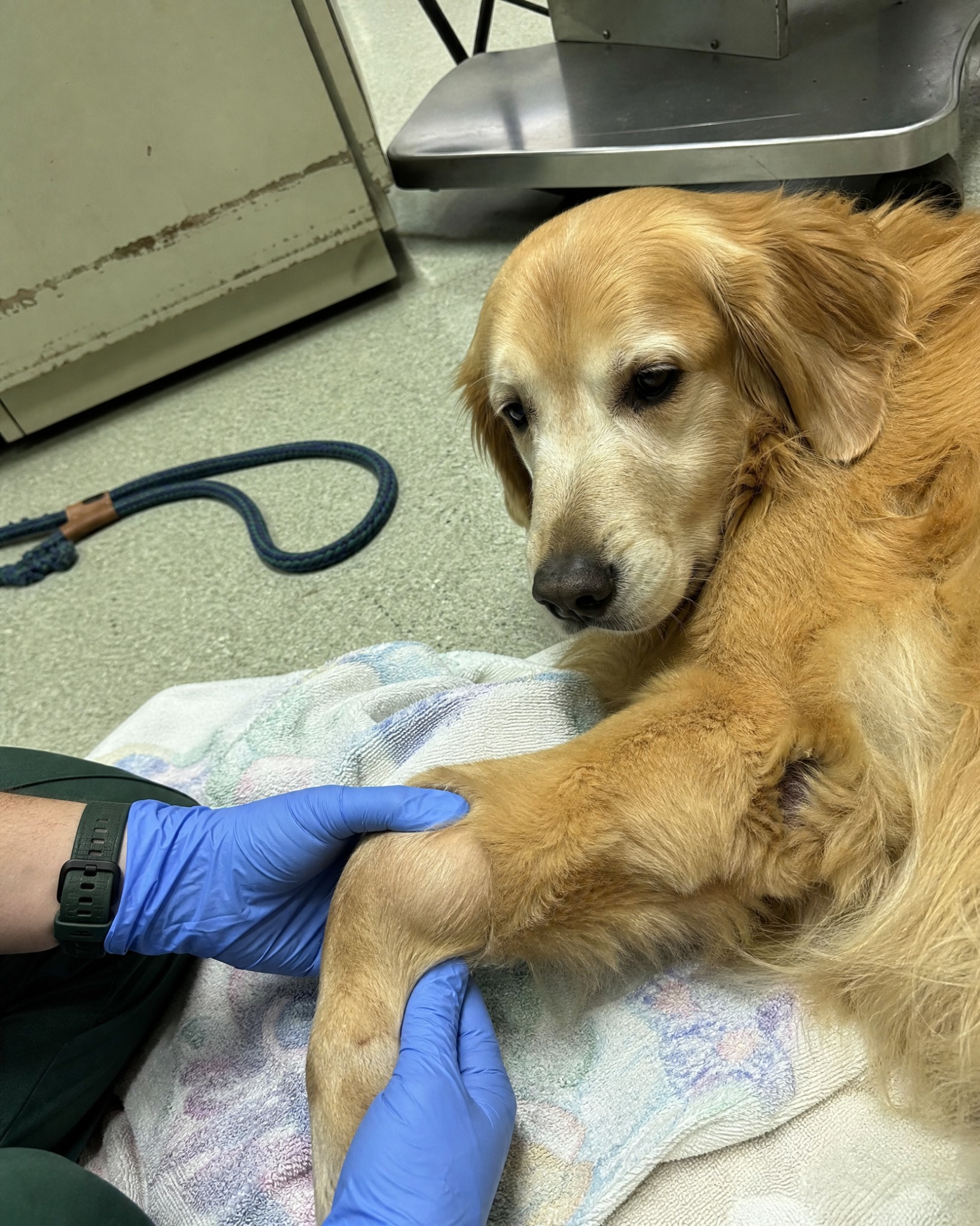 Carol Bennett Facebook ad: Why Your Dog’s TPLO Isn’t Healing.