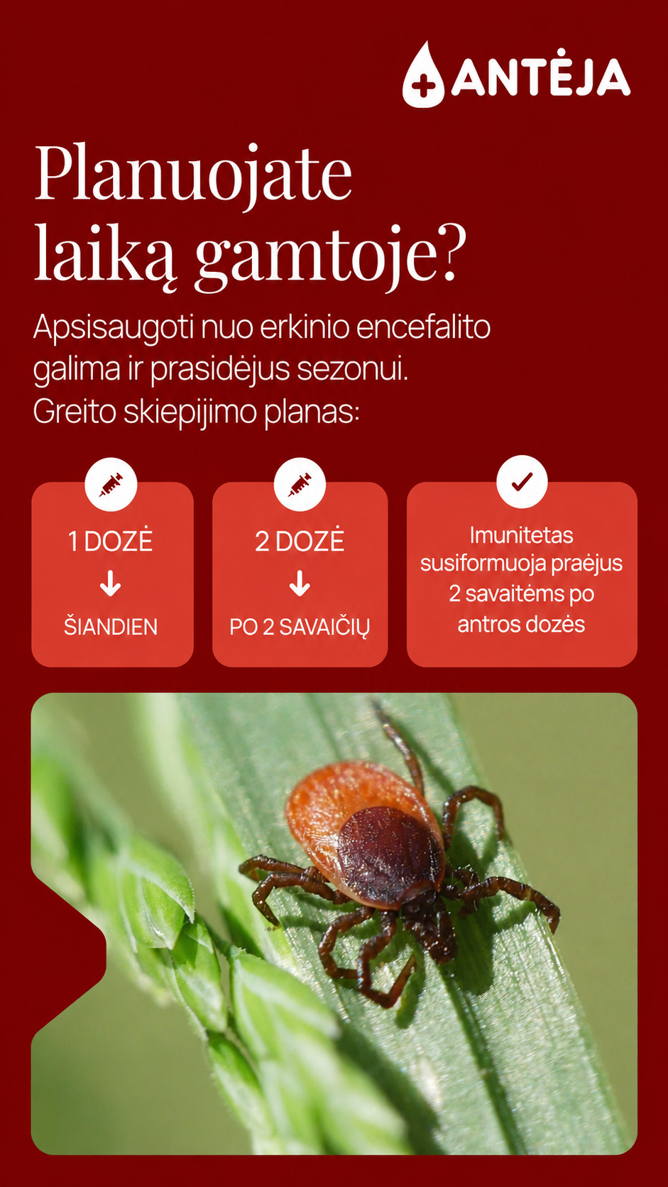 Antėja Facebook ad