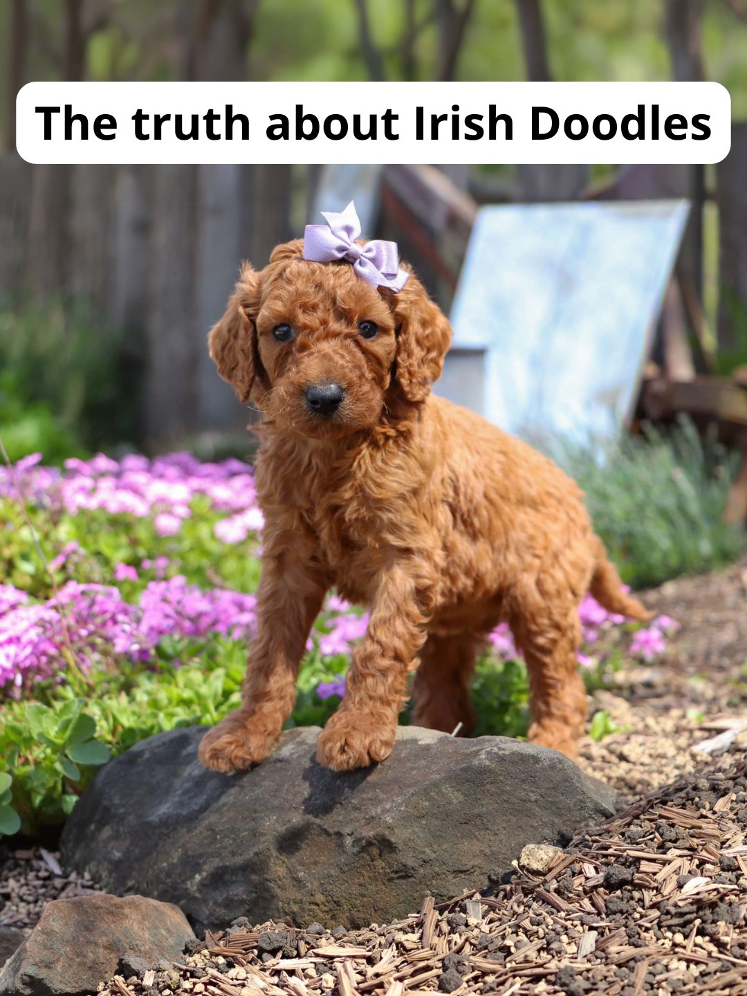 Crockett Doodles Facebook ad