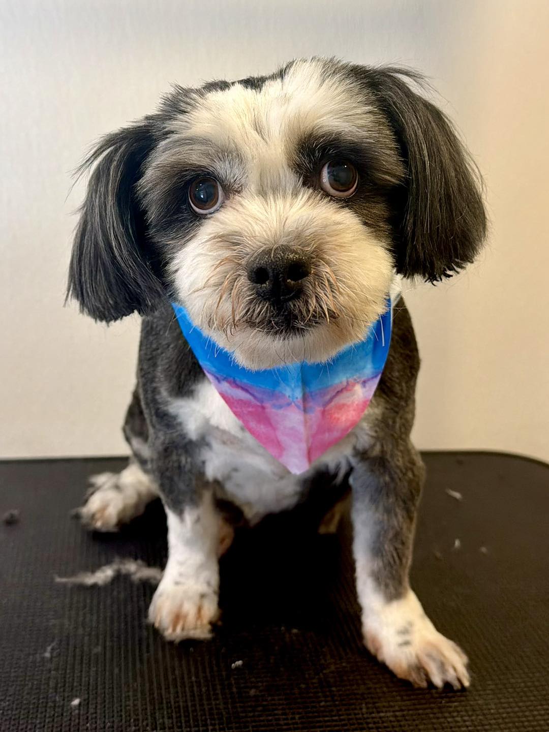 The Dog Lady: Marion Il Pet Services Facebook ad: Sophie